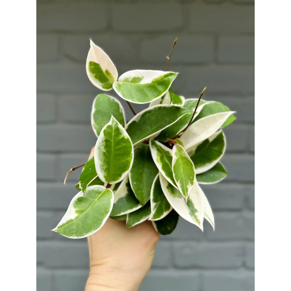 Hoya Carnosa 'Krimson Queen' 4” — Stayin' Alive Succulents