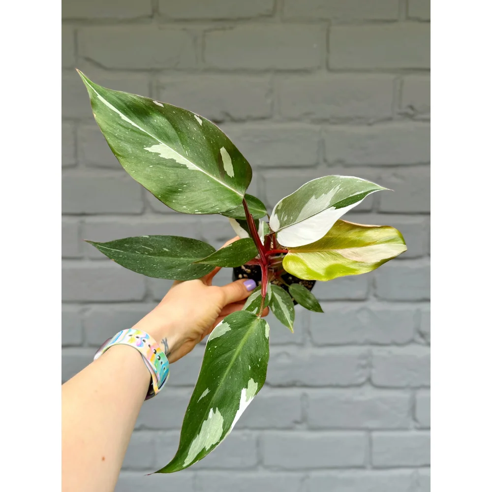 philodendron pink princess vs pink princess marble Philodendron Pink Princess Marble – Greenspaces.id main image 0