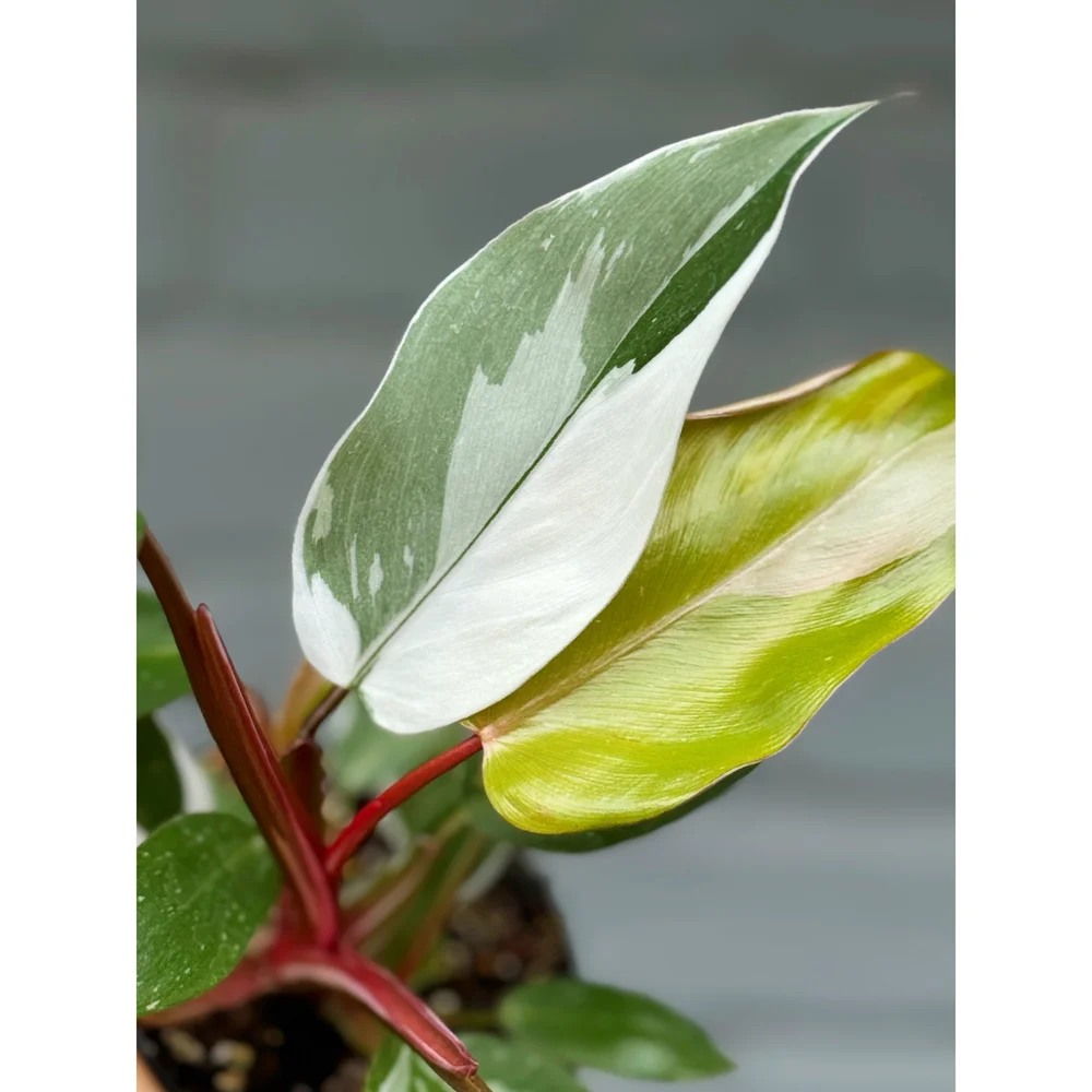 lamps with plants Cacti Plant Lamp – blume.homeware main image 1