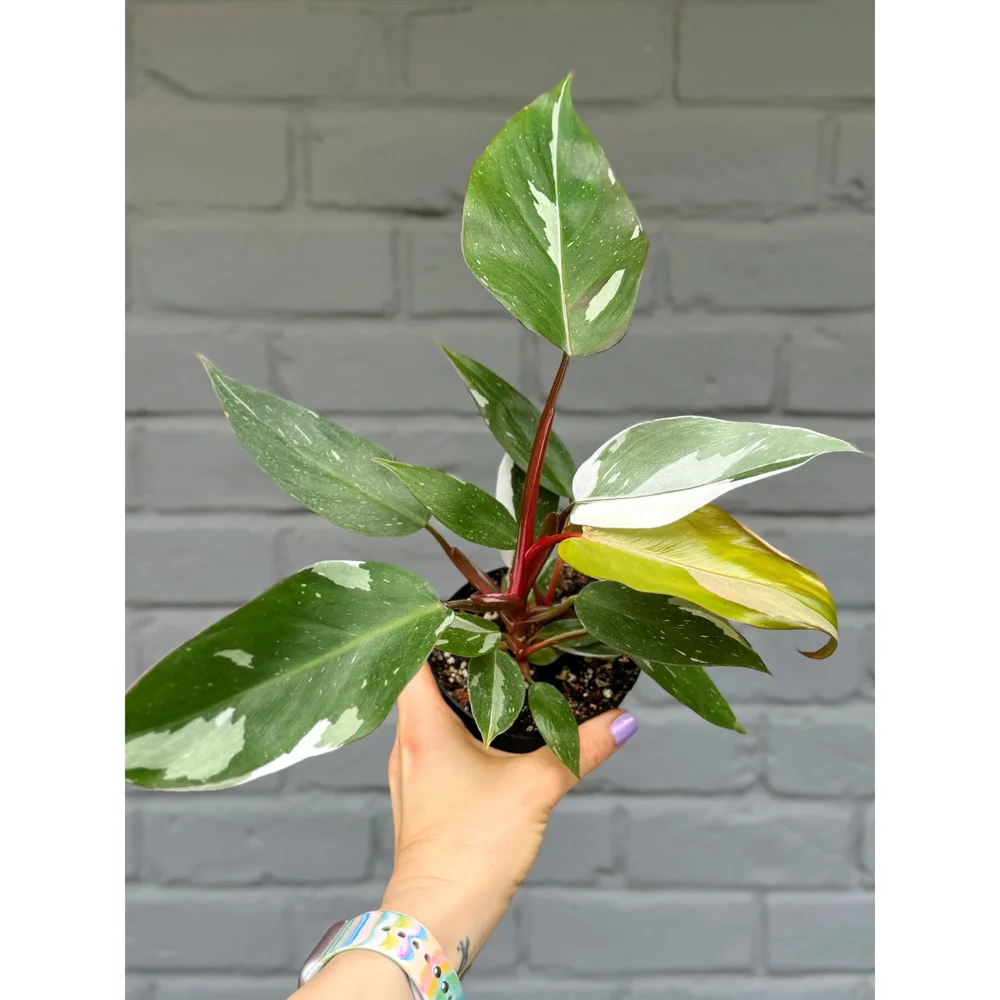 philodendron anderson variegata Philodendron Red Anderson main image 0