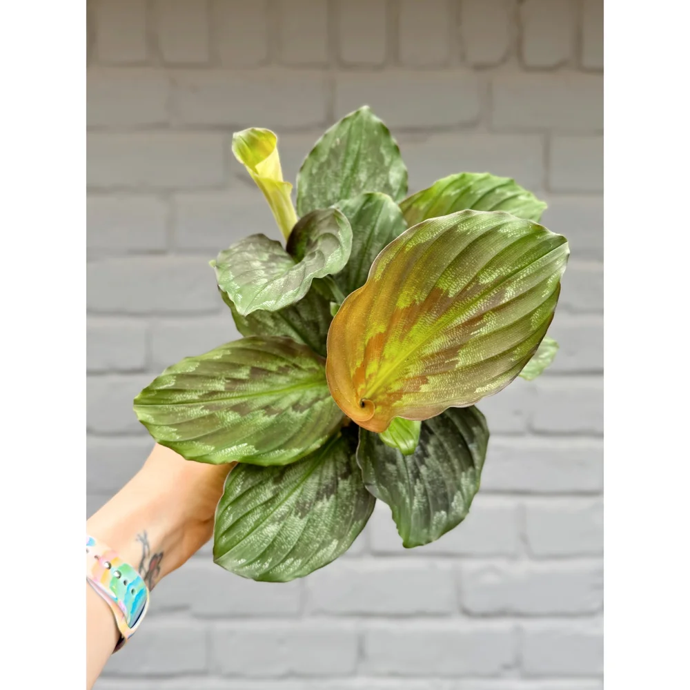 その他観葉植物 sucindapsus peacock Amazon.com : Scindapsus Pictus 'Exotica' 6