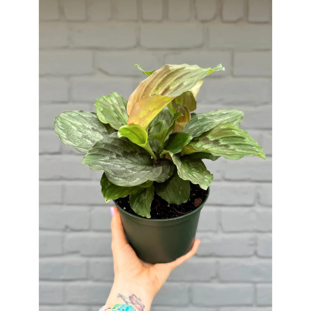 その他観葉植物 sucindapsus peacock For Sale 🍃 Scindapsus Argyreus