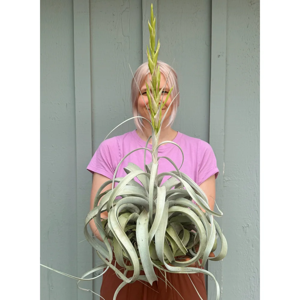 Tillandsia Xerographica - Air Plant XXL!  Stayin' Alive Succulents