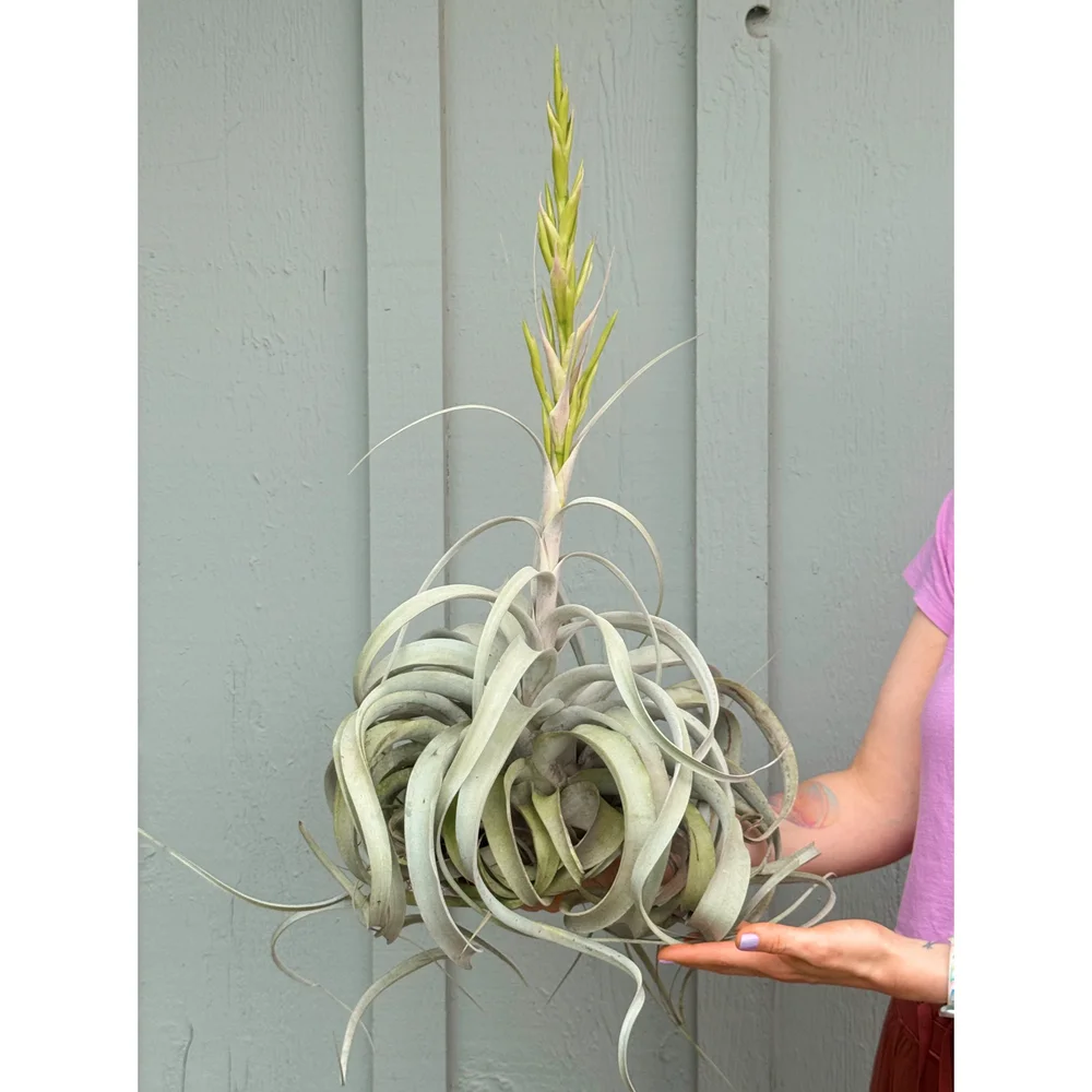 Tillandsia Xerographica - Air Plant XXL!  Stayin' Alive Succulents