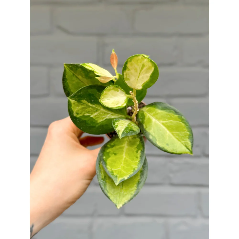 ホヤオーストラリスリサ　Hoya Australis Lisa　希少 抜き苗 ⑥ ホヤオーストラリスリサ Hoya Australis Lisa 希少 抜き苗 ⑥