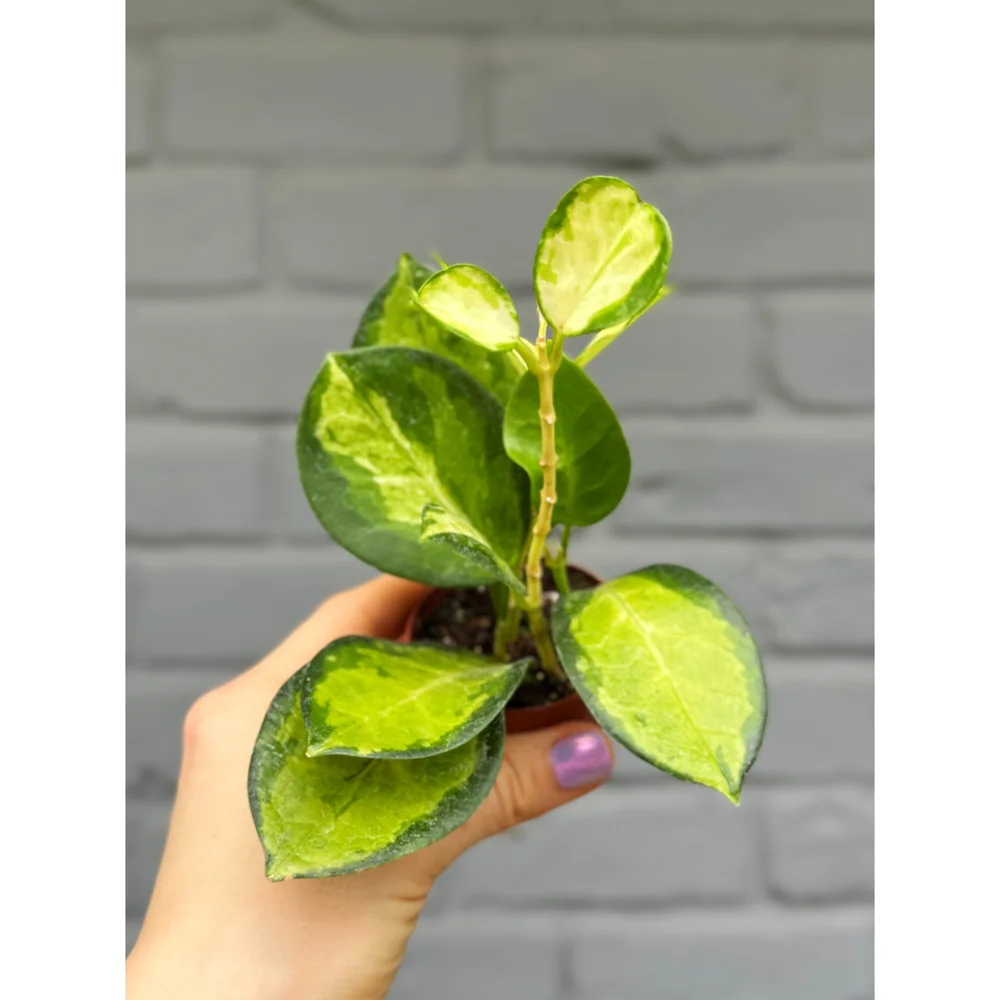 Hoya Variegated Australis Lisa 2