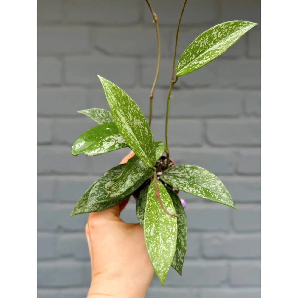 Hoya Pubicalyx Splash 2