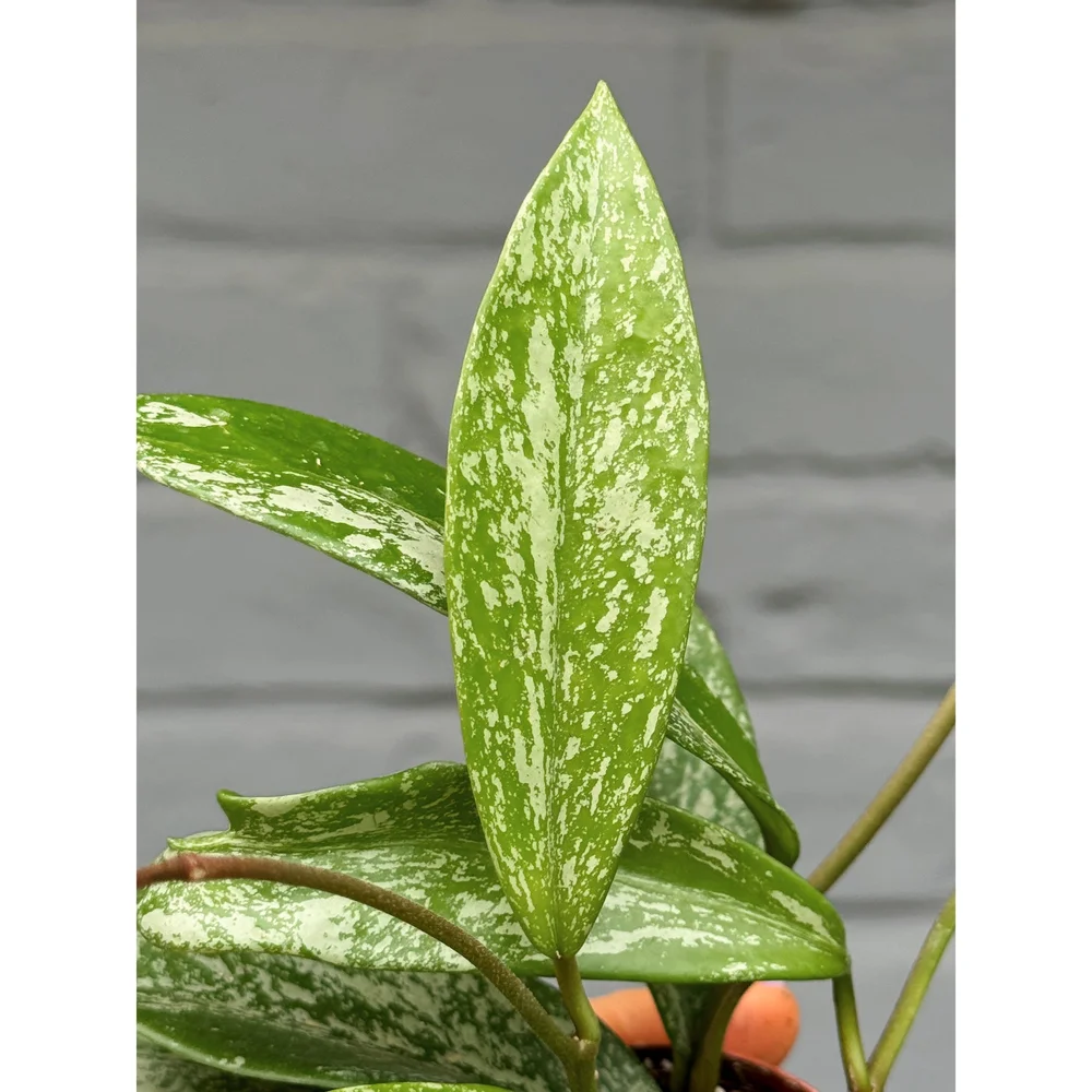 Hoya Pubicalyx Splash 2