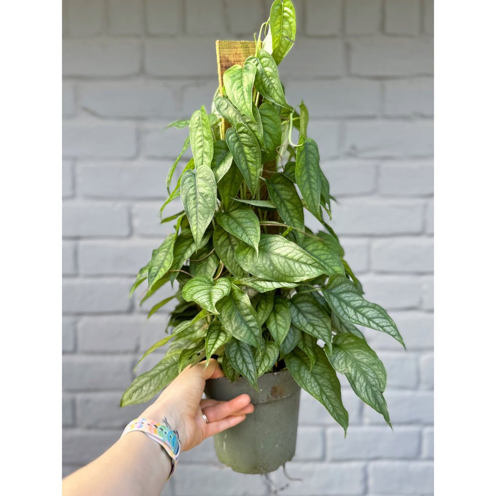Monstera 'Siltepecana' Totem 6"  Stayin' Alive Succulents