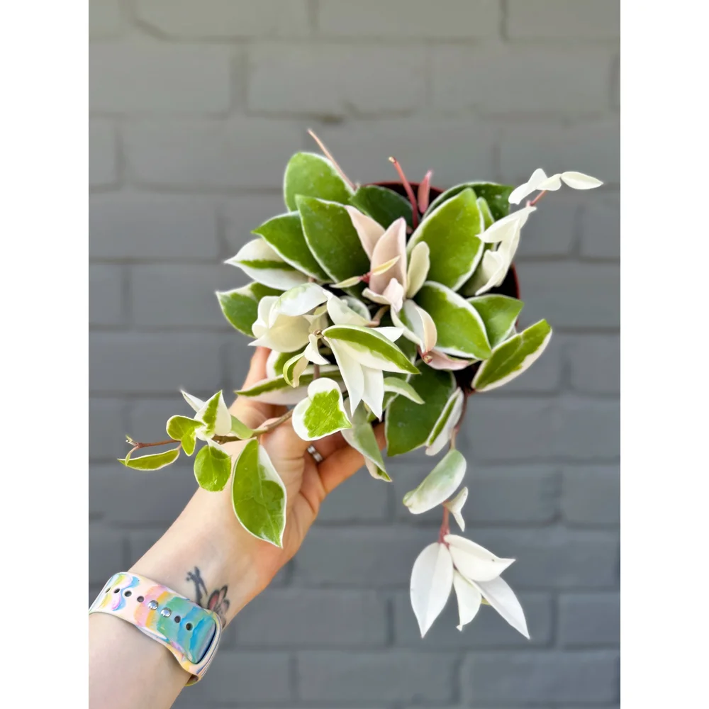 Hoya Carnosa Tricolor Krimson Queen 6