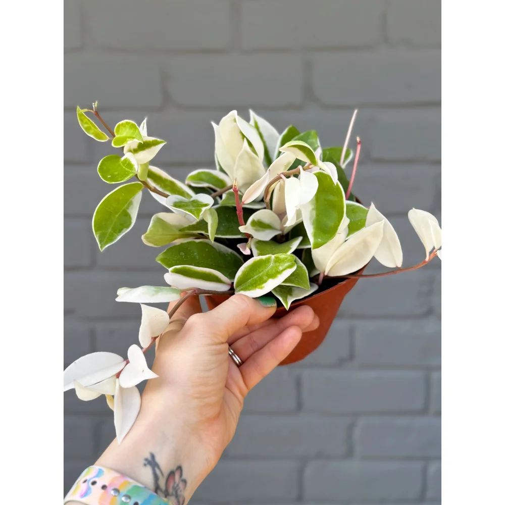 ガラスのカゴ23センチ× 24センチ　HOYA Hoya Carnosa Tricolor Krimson Queen 6
