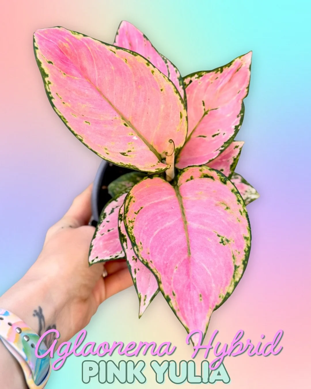 Happy Wednesday! We’ve got so many new plants for you this week π Too many for one post honestly π
 Our pick of the week goes out to the pastel pink beauty that is Aglaonema Pink Yulia π We also got in a fun variety of Sansevieria including G