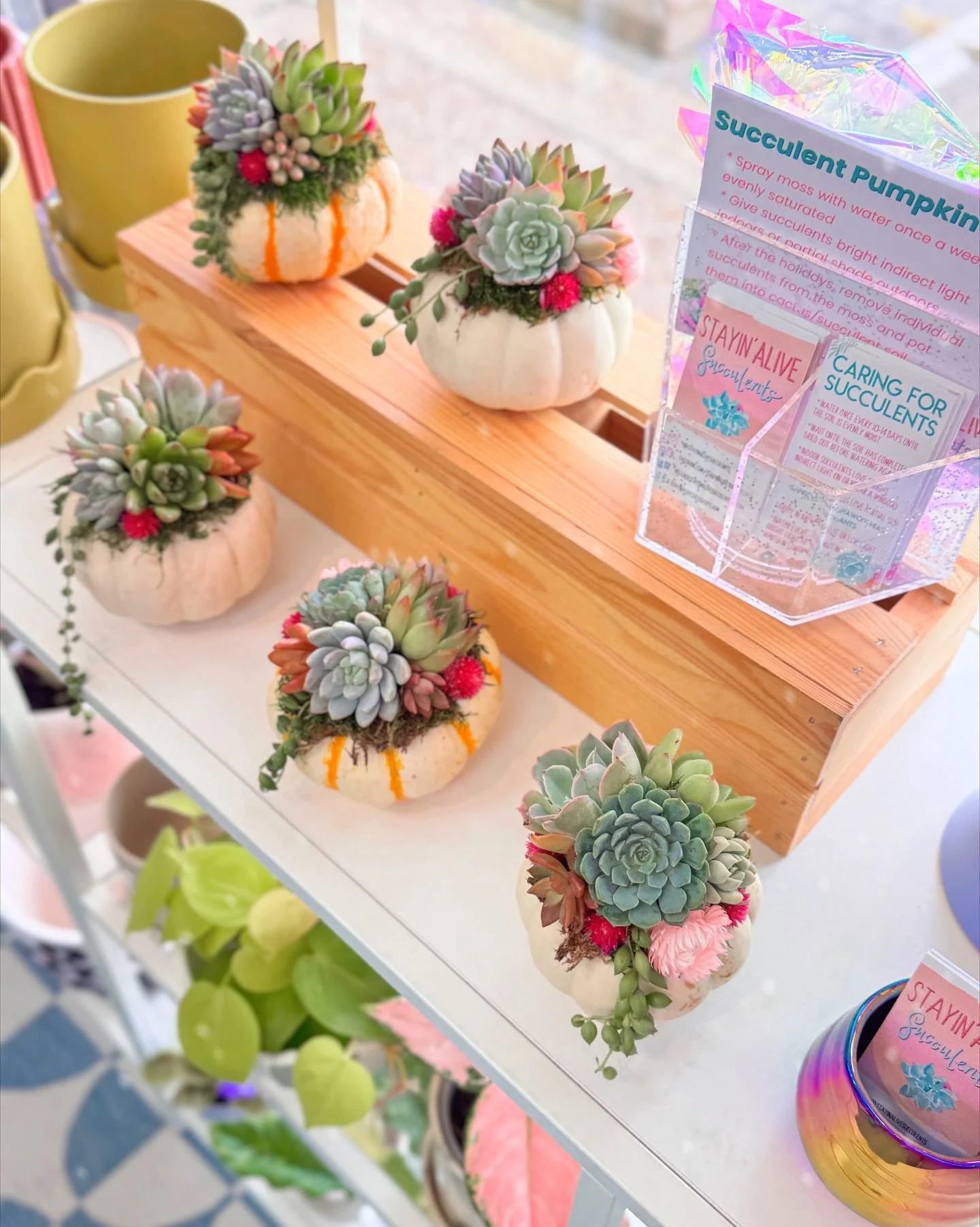 (Succulent) Pumpkins, spider (plants) and snake (plants) oh my! ππ·οΈπ This is about as creepy as it gets for us π
 a little rainbow medley of plant decor for spooky szn πππͺ΄Check out all the new plants and planters we just stocked at @themarketat