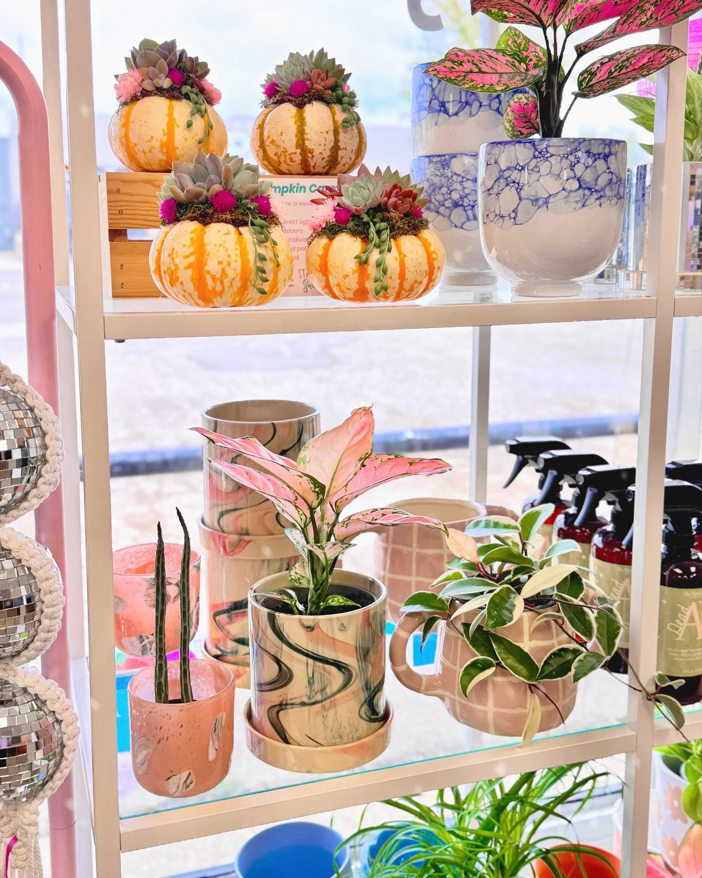 The vibes are good but the plants are better π Come check out our little refresh over at our colorful corner in Weatherford, @shoppes_at_the_junktion! πβ¨ This weekend is the perfect time to come grab a succulent pumpkin and maybe a plant/planter co