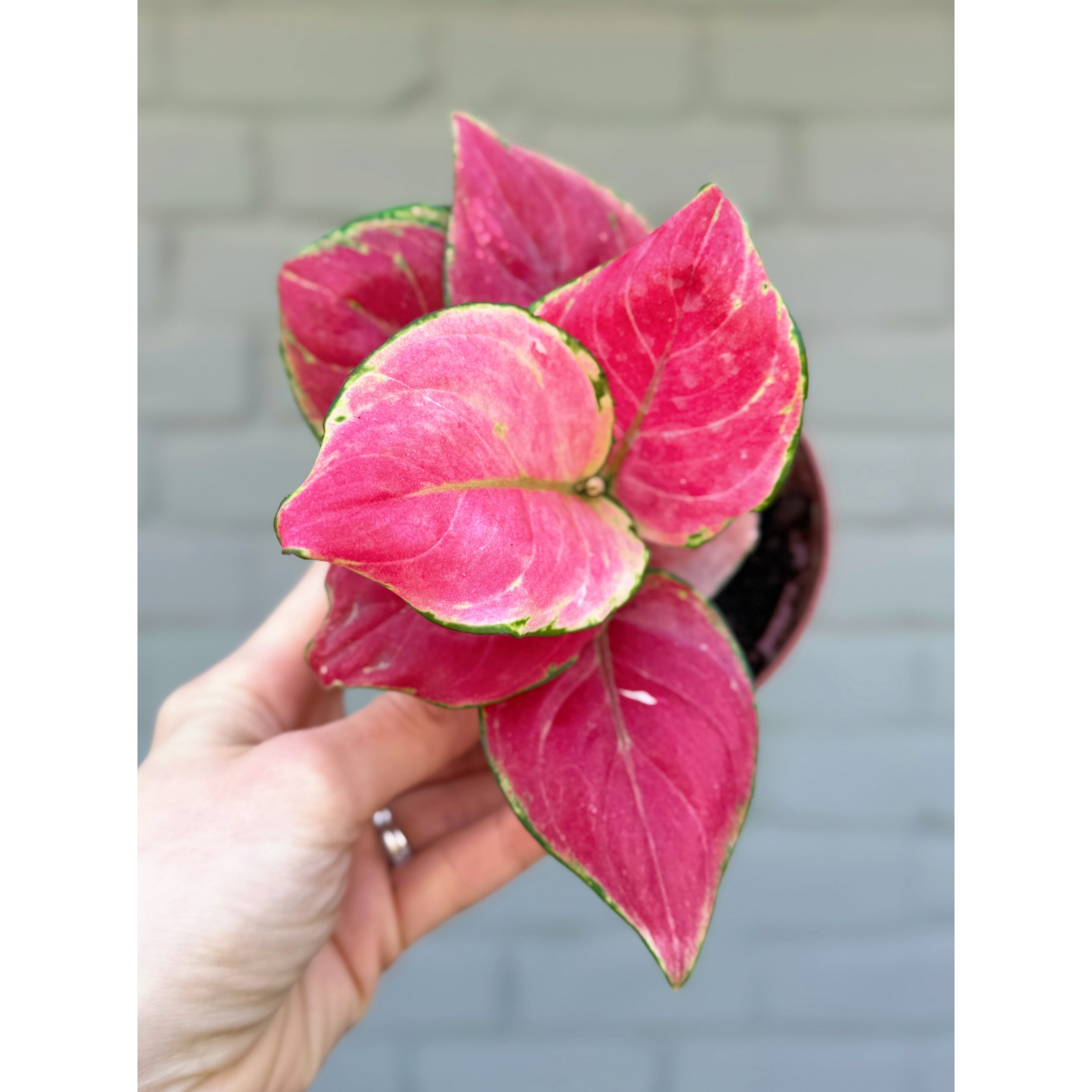Aglaonema Hybrid 'Geely Red' 4"