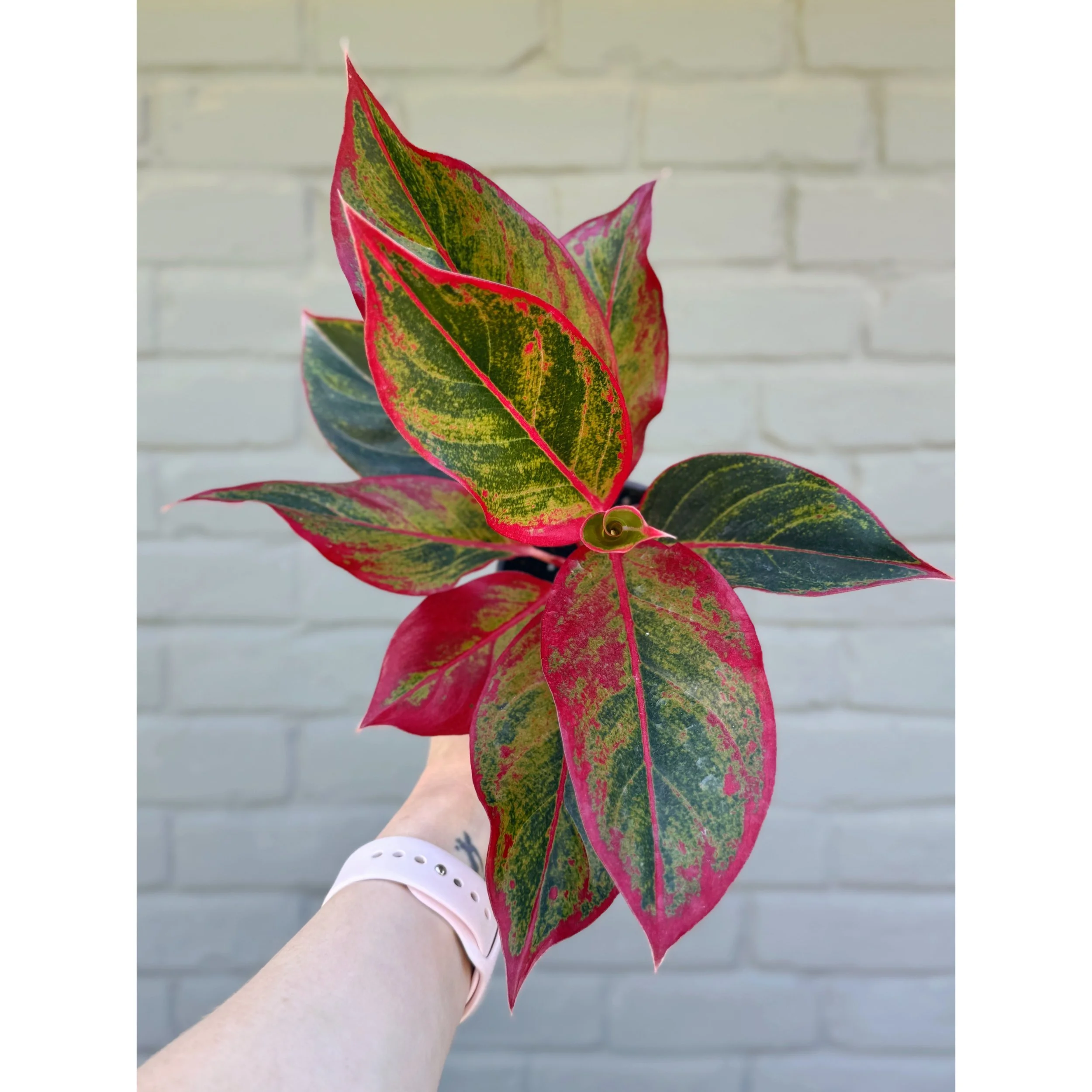 Aglaonema Hybrid 'Red Creta'
