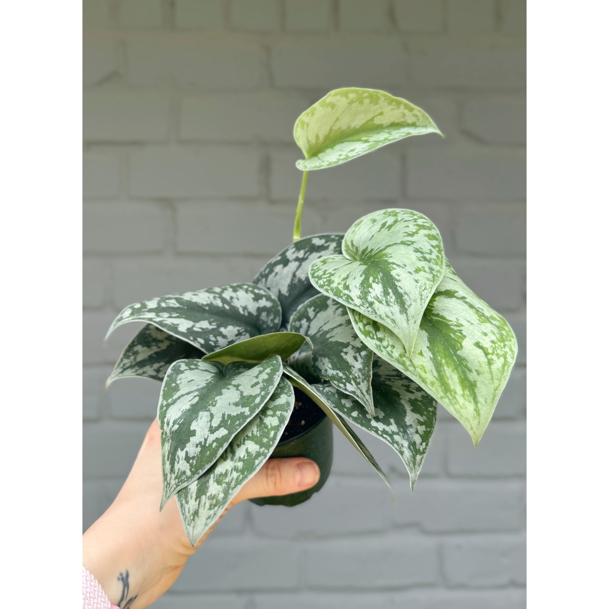 Scindapsus Pictus 'Exotica'