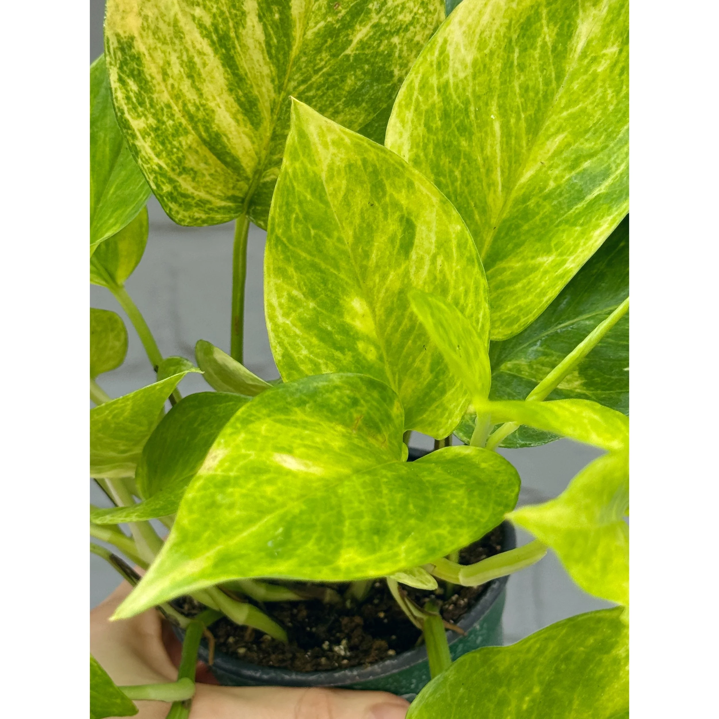 Epipremnum Aureum 'Neon Queen' Pothos