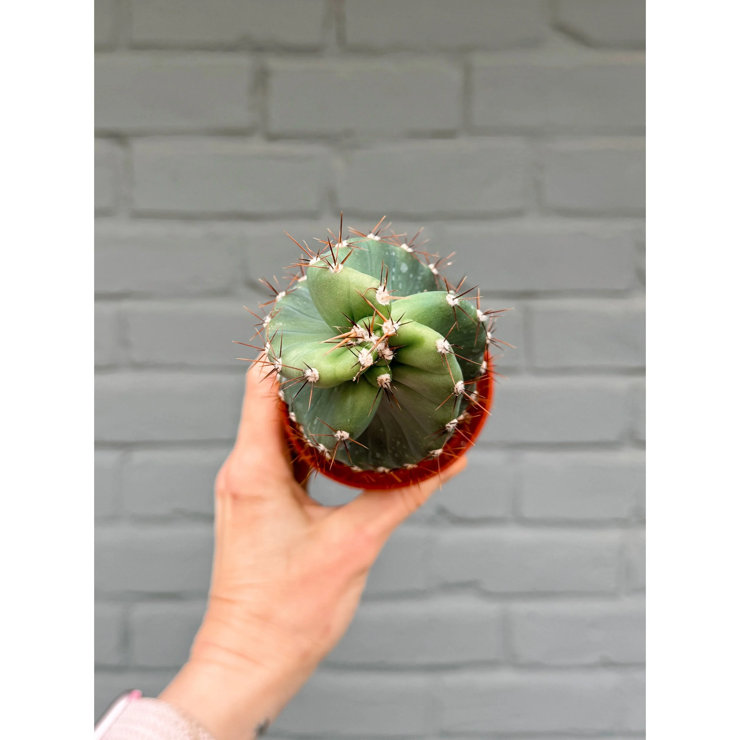 Cereus Forbesii 'Spiralis' - Spiral Cactus