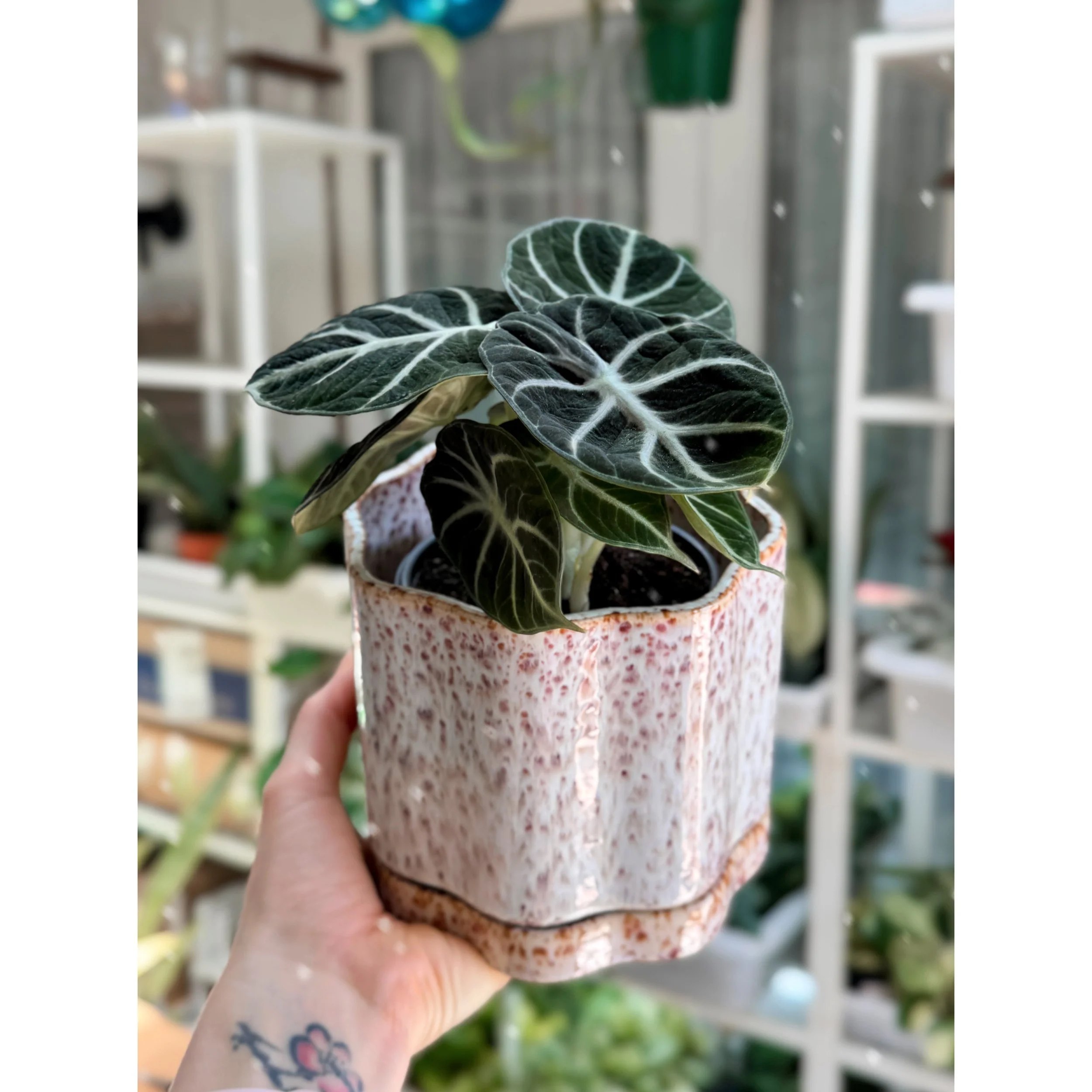 Alocasia 'Ninja' in Avendell Pot