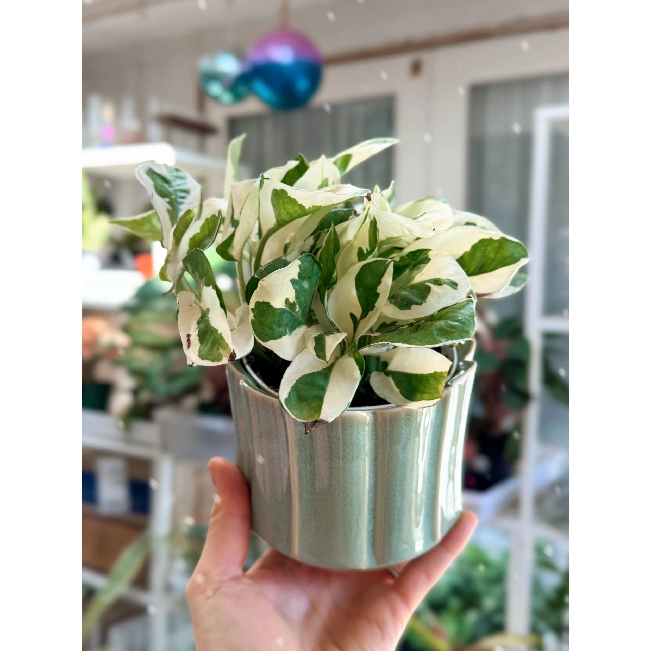 Pothos N'Joy in Everleaf Mint Glazed Planter