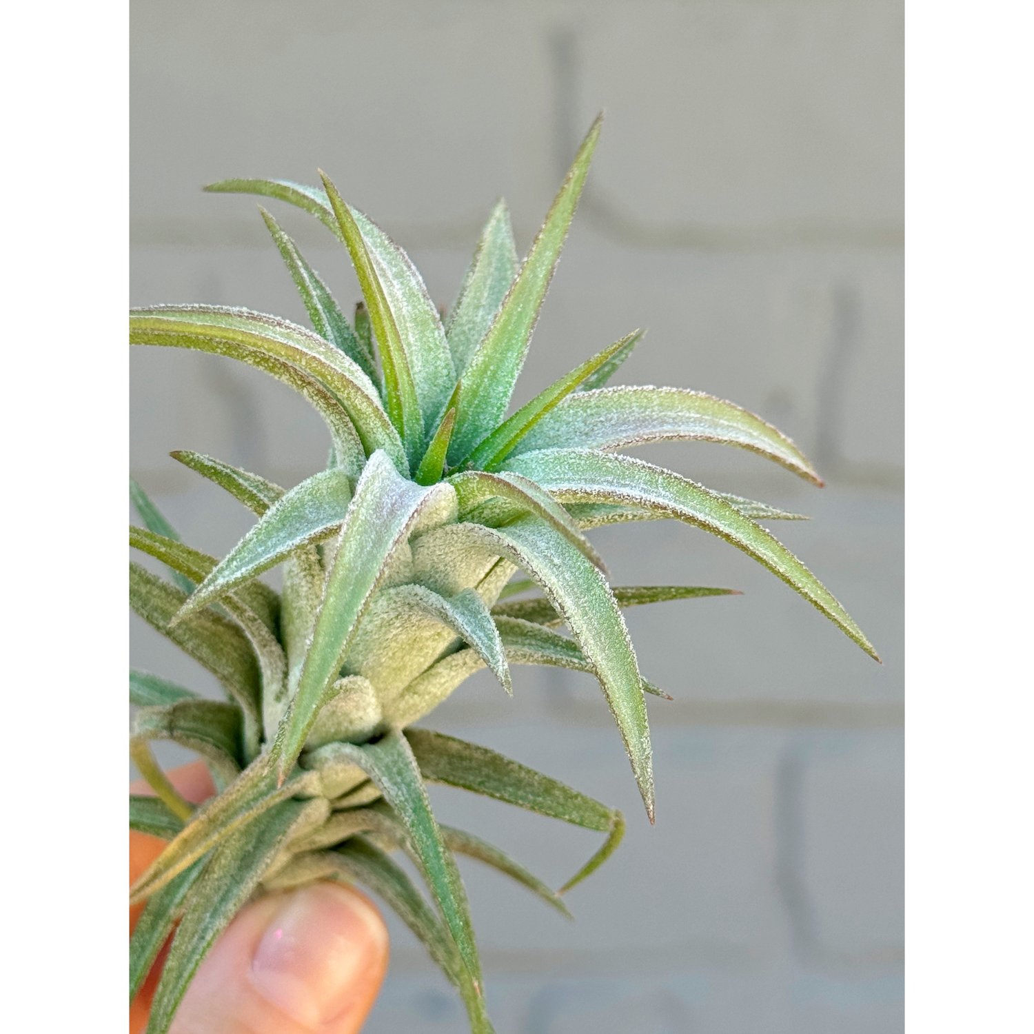 Tillandsia Ionantha Vanhyningii - Air Plant — Stayin' Alive Tillandsia Ionantha Vanhyningii - Air Plant — Stayin' Alive