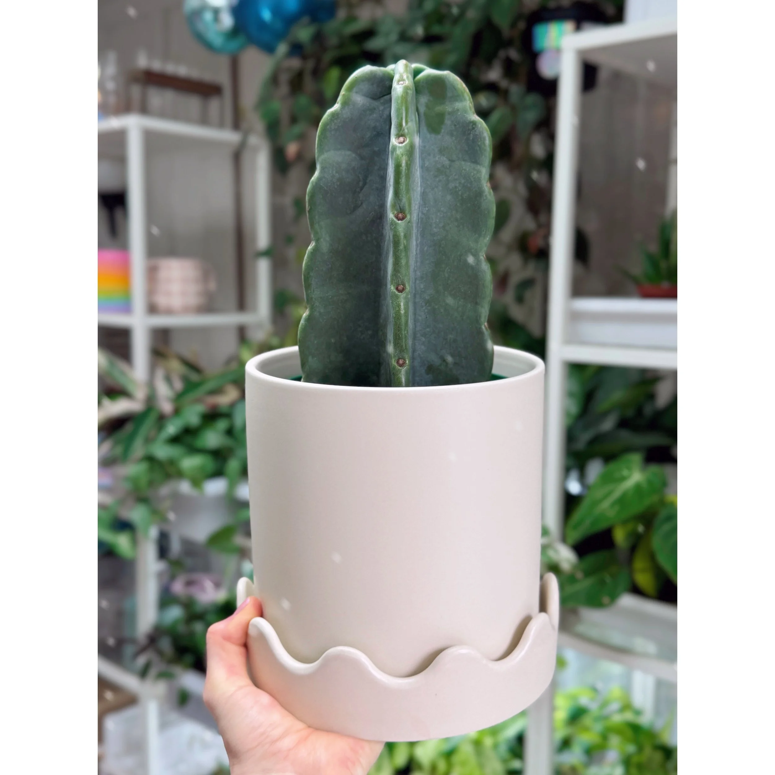 Cereus Jamacaru 'Cuddly Cactus' Short