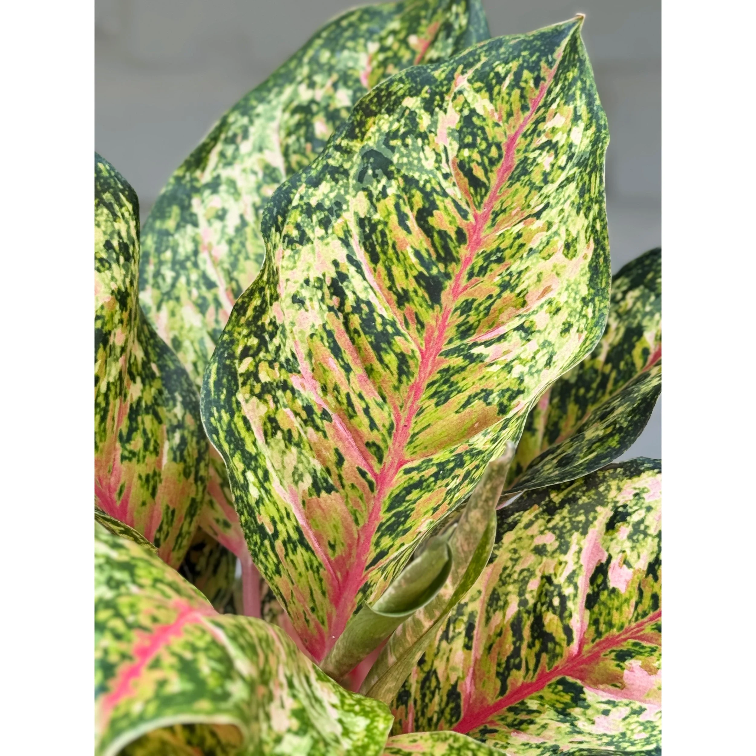 Aglaonema Hybrid 'Crosby's Christmas'