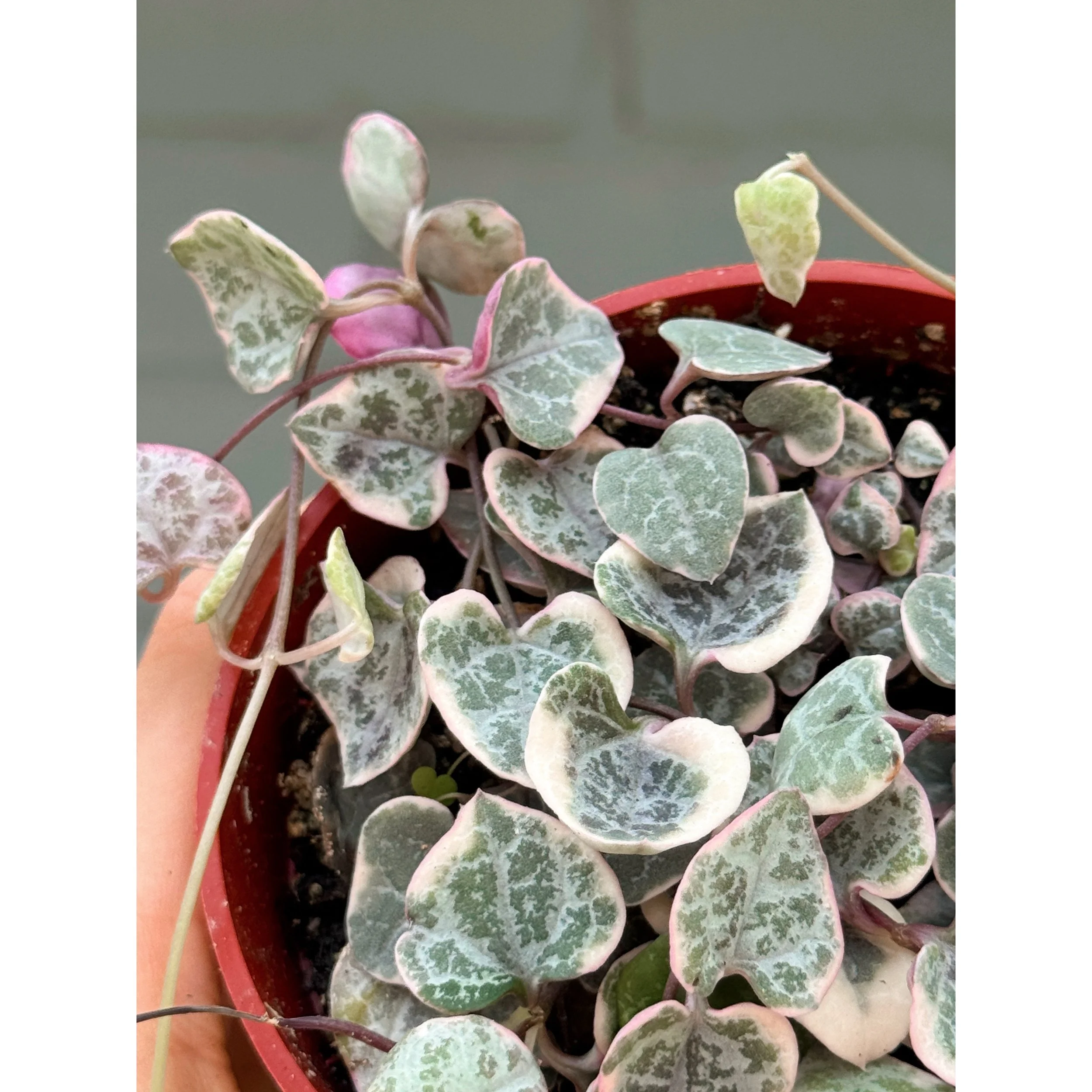 Ceropegia Woodii Variegata 'Variegated String of Hearts'
