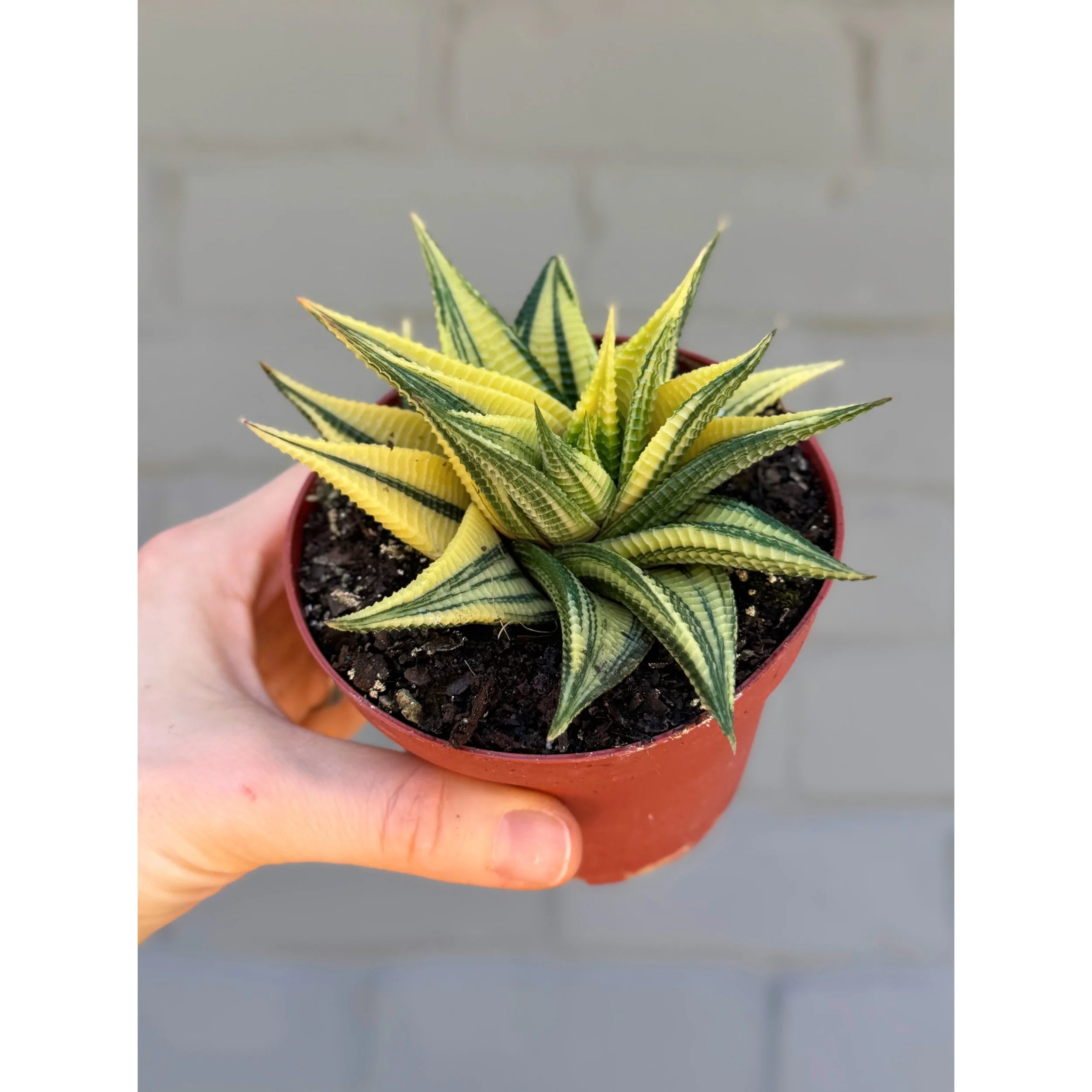 Haworthia Variegated Limifolia