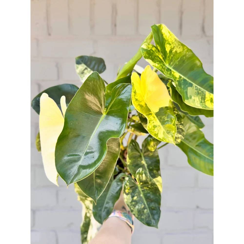 epiphyllum plant Epiphyllum Golden Orchid Cactus, 4