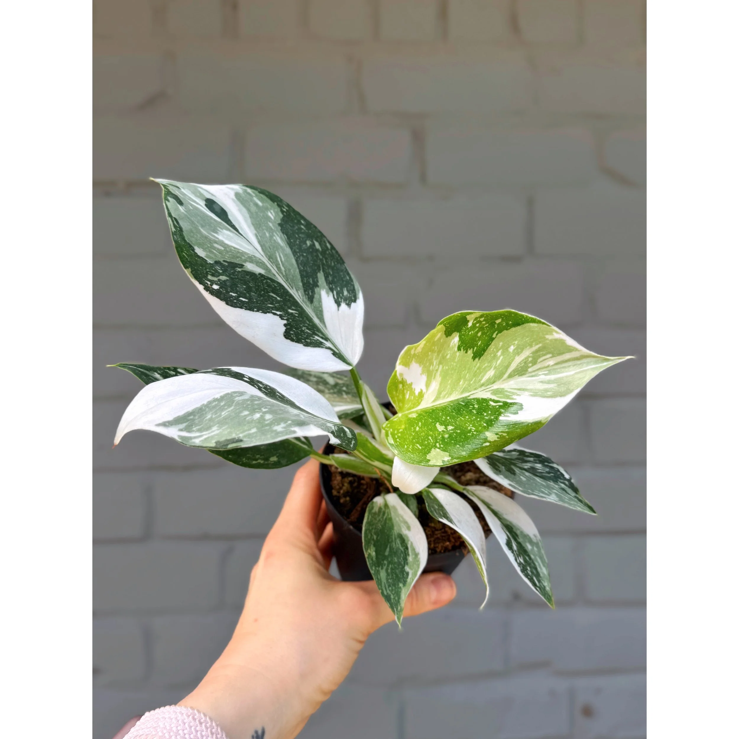 Philodendron 'White Wizard'