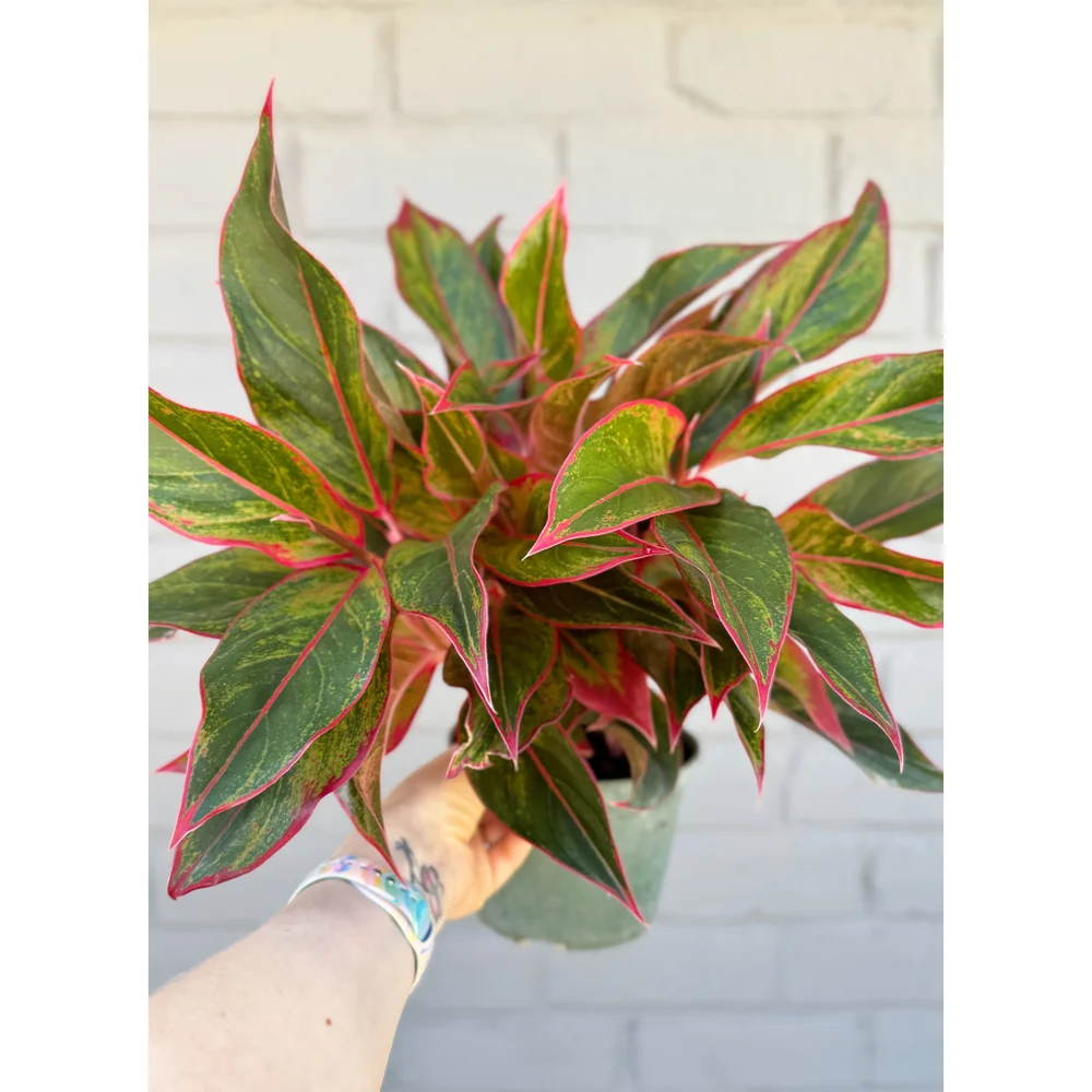 その他観葉植物 Aglaonema 3Colors Siam Aorora Aglaonema Hybrid 'Siam Aurora' 6