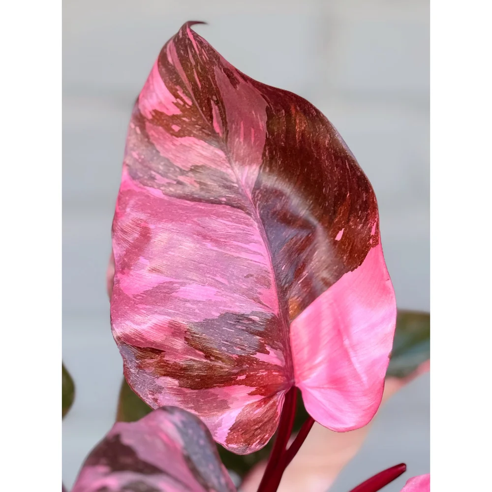 Philodendron Pink Princess PPP 6
