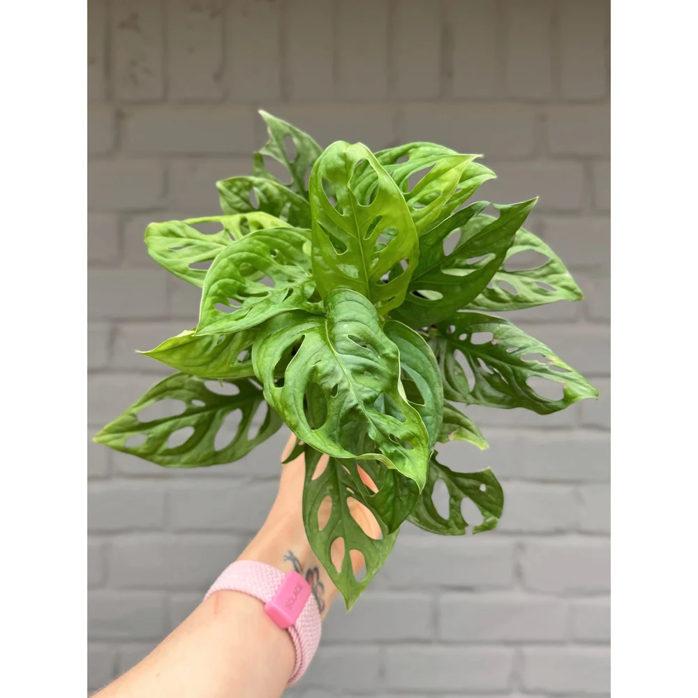 Monstera Adansonii (Wide Form) 'Swiss Cheese' 4” — Stayin' Alive