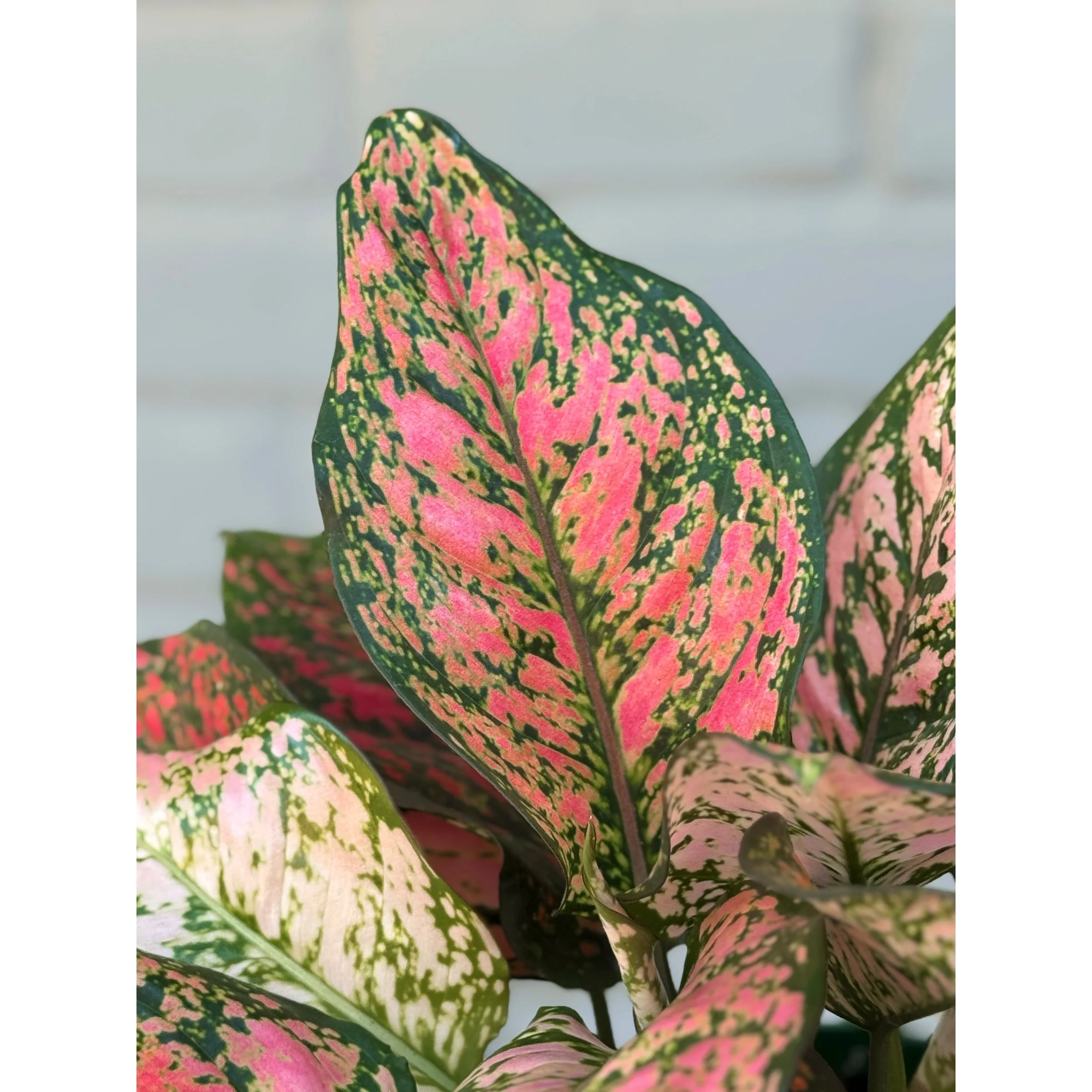 Aglaonema Hybrid 'Ruby Ray'