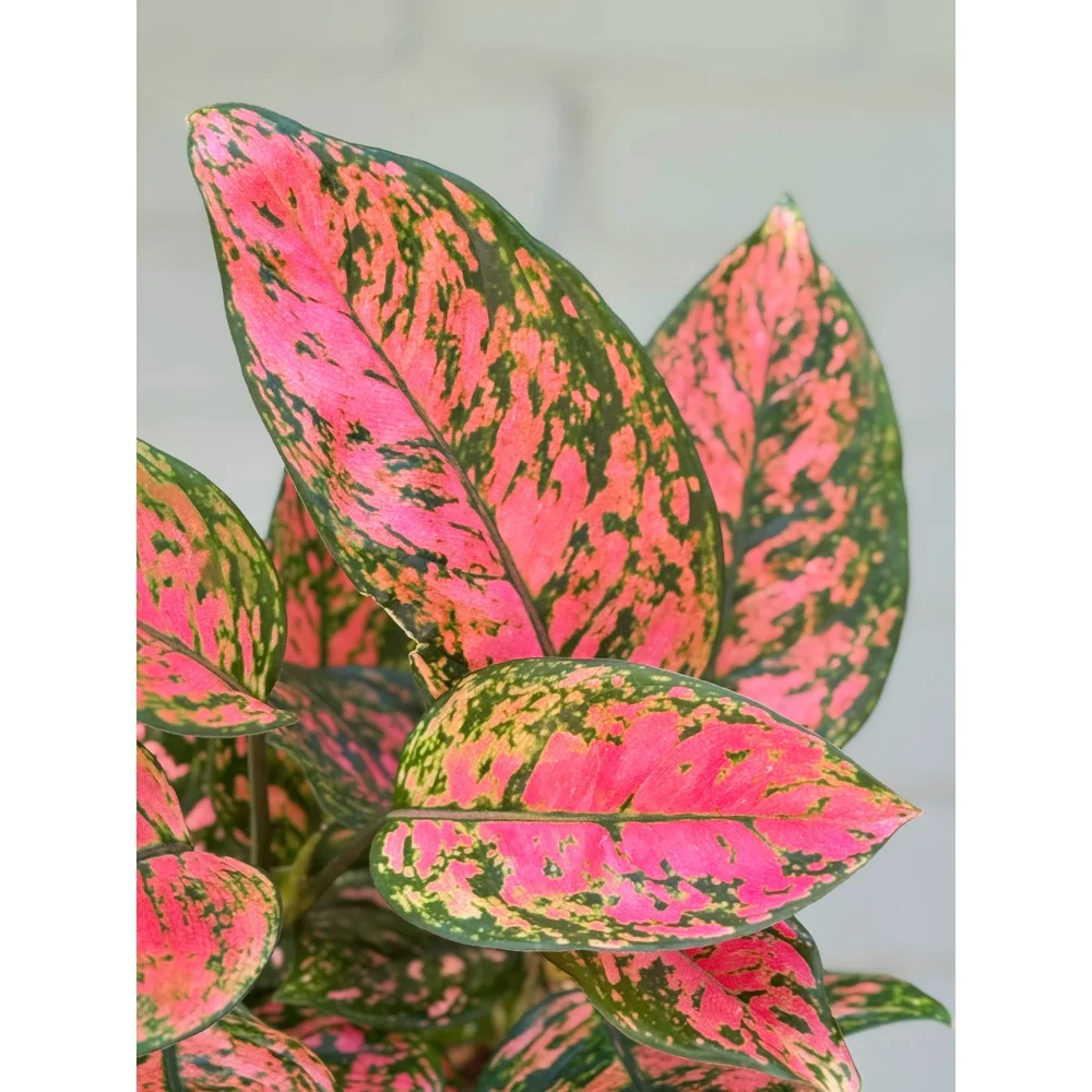 Aglaonema Pink 'Lady Valentine' 6"  Stayin' Alive Succulents