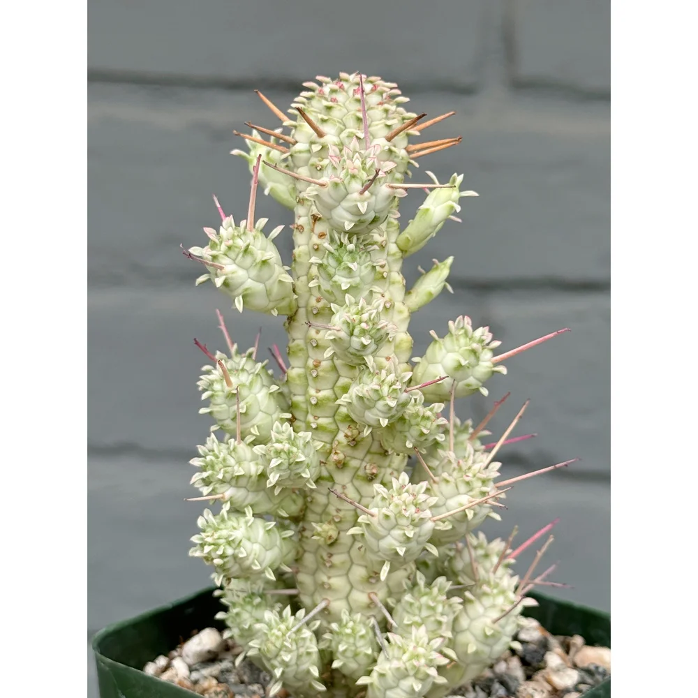 Euphorbia Mammillaris Variegata  Stayin' Alive Succulents
