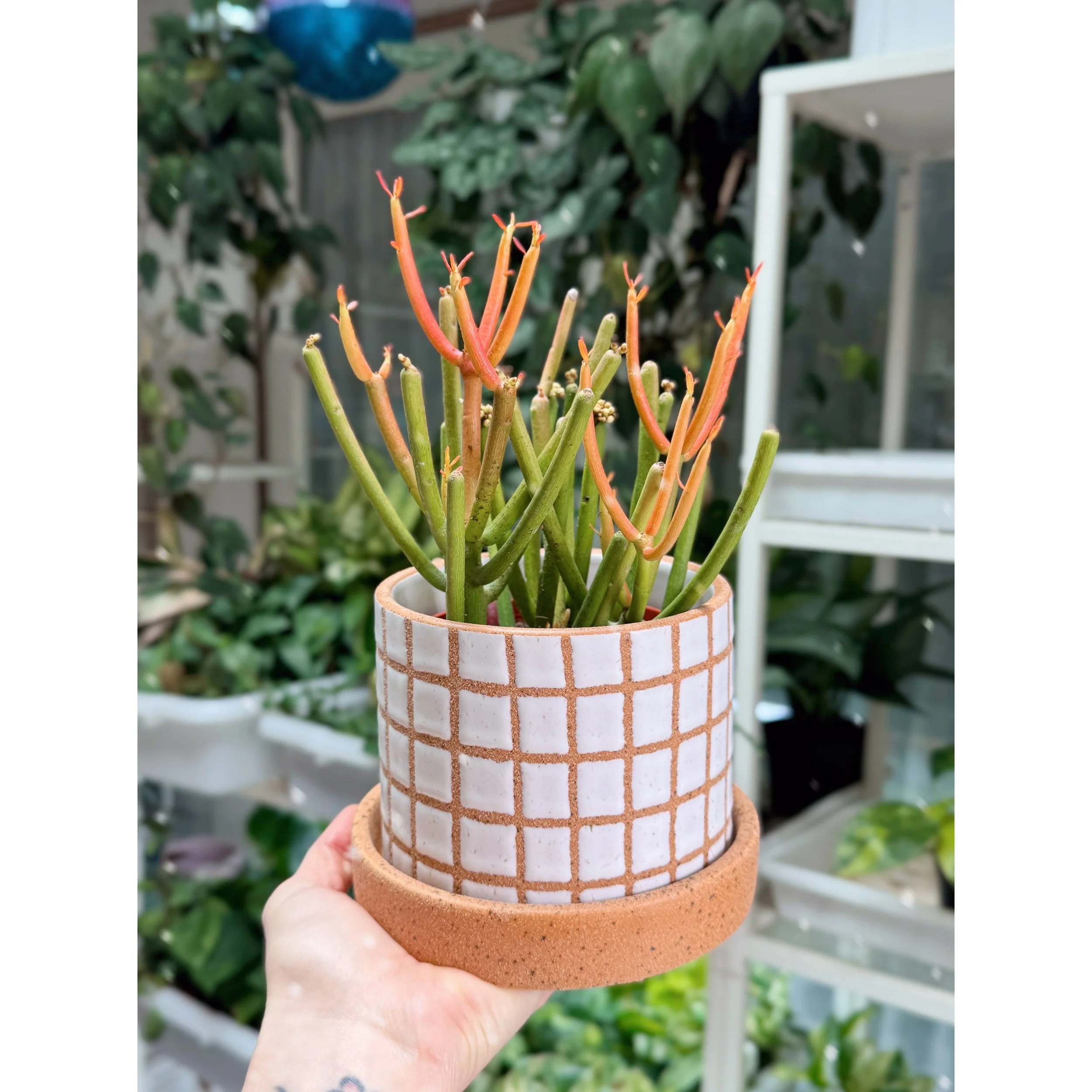 Firesticks - Euphorbia Tirucalli (Pencil Cactus) with Gridline Planter