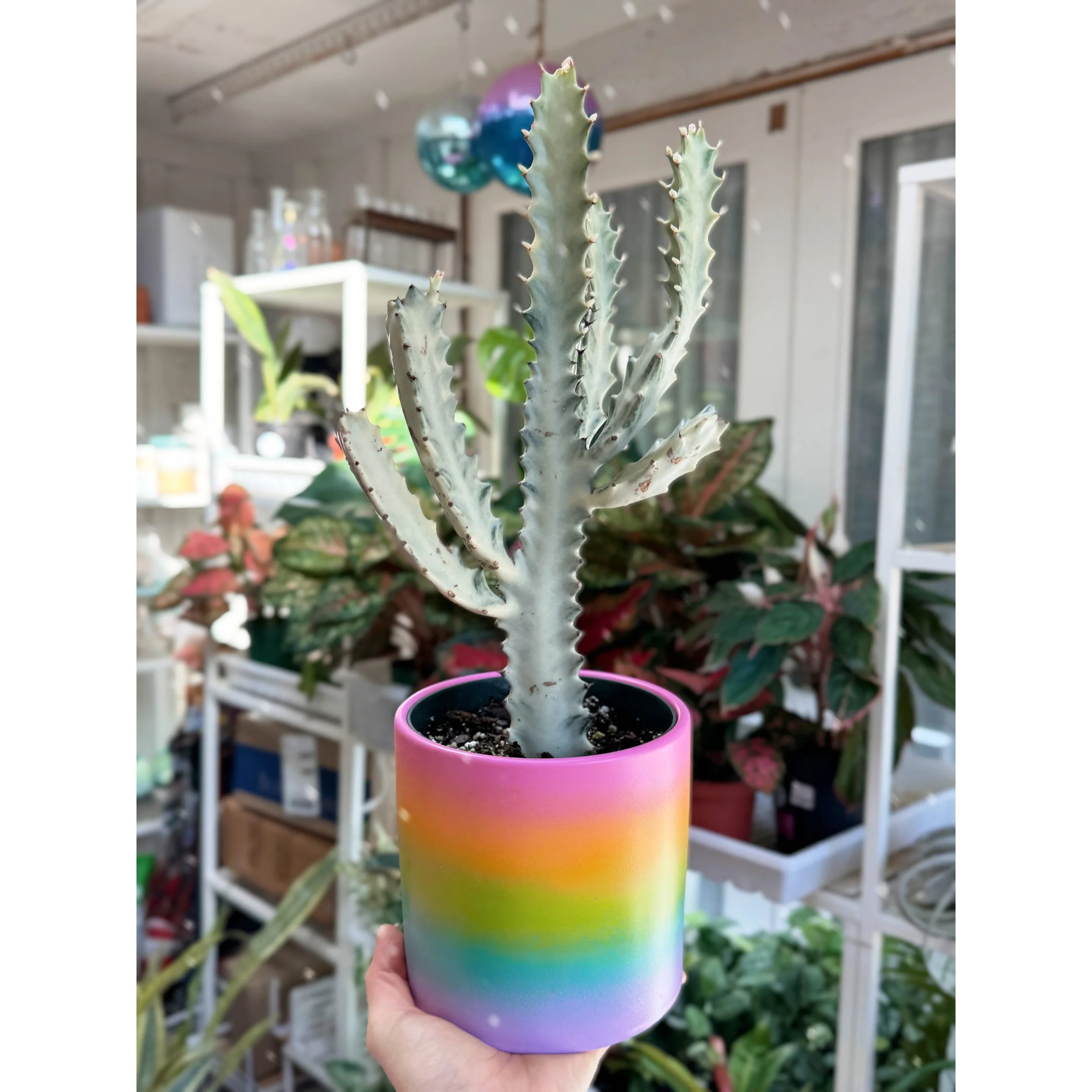 Euphorbia Lactea Variegata 'White Ghost' in Rainbow Ombre Pot