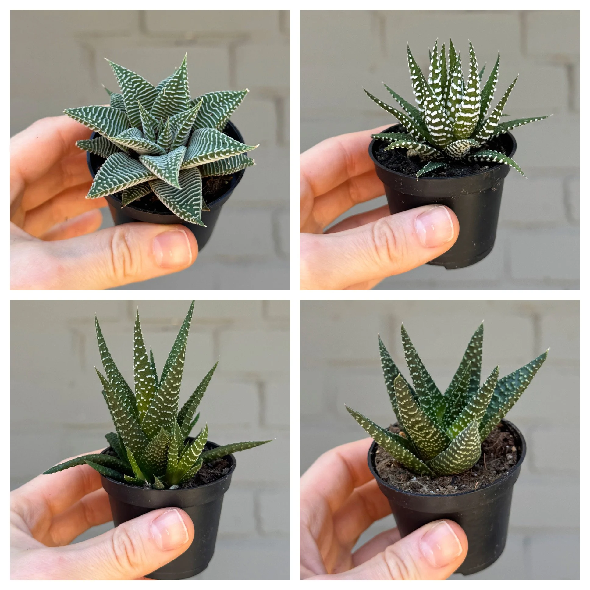 Assorted Haowrthias 2"