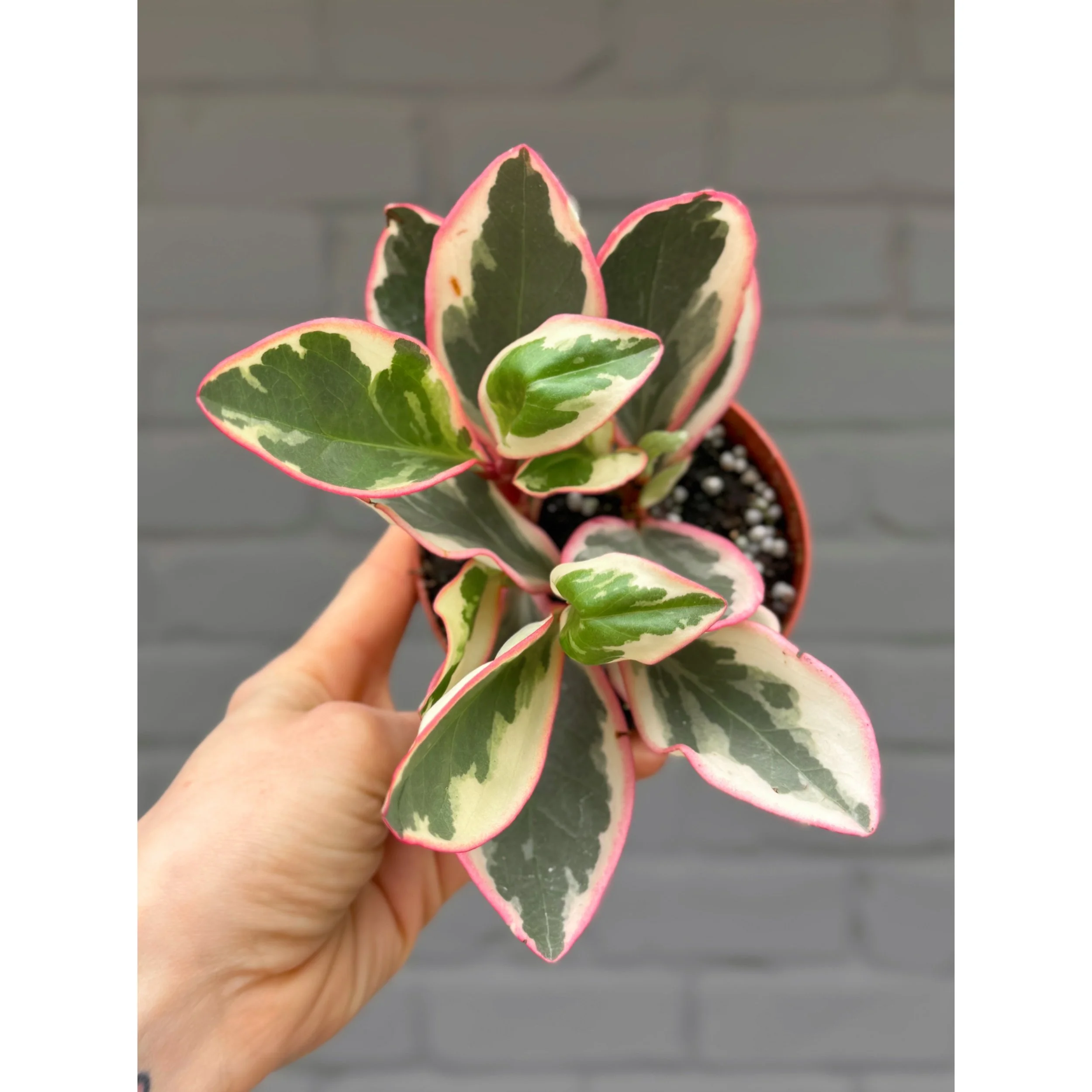 Peperomia 'White Ginny'