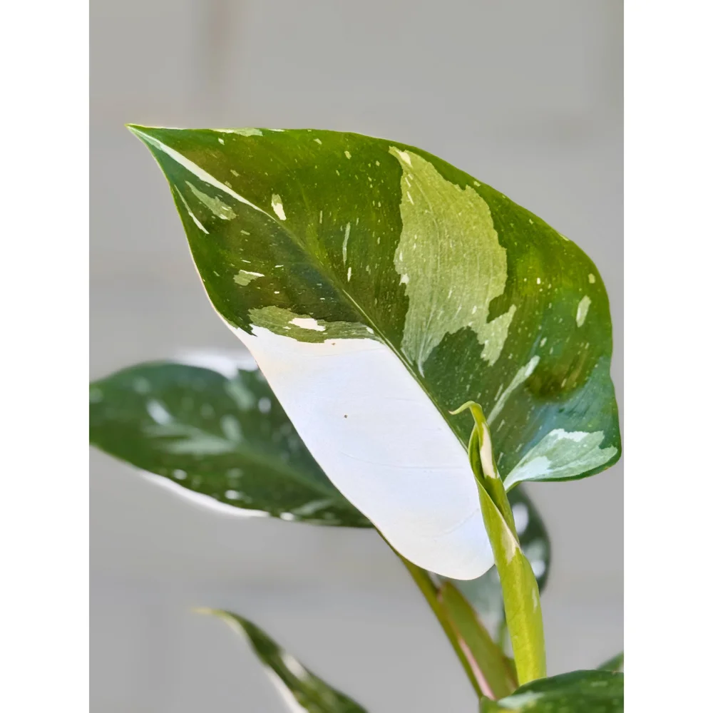 Philodendron White Princess 4"  Stayin' Alive Succulents