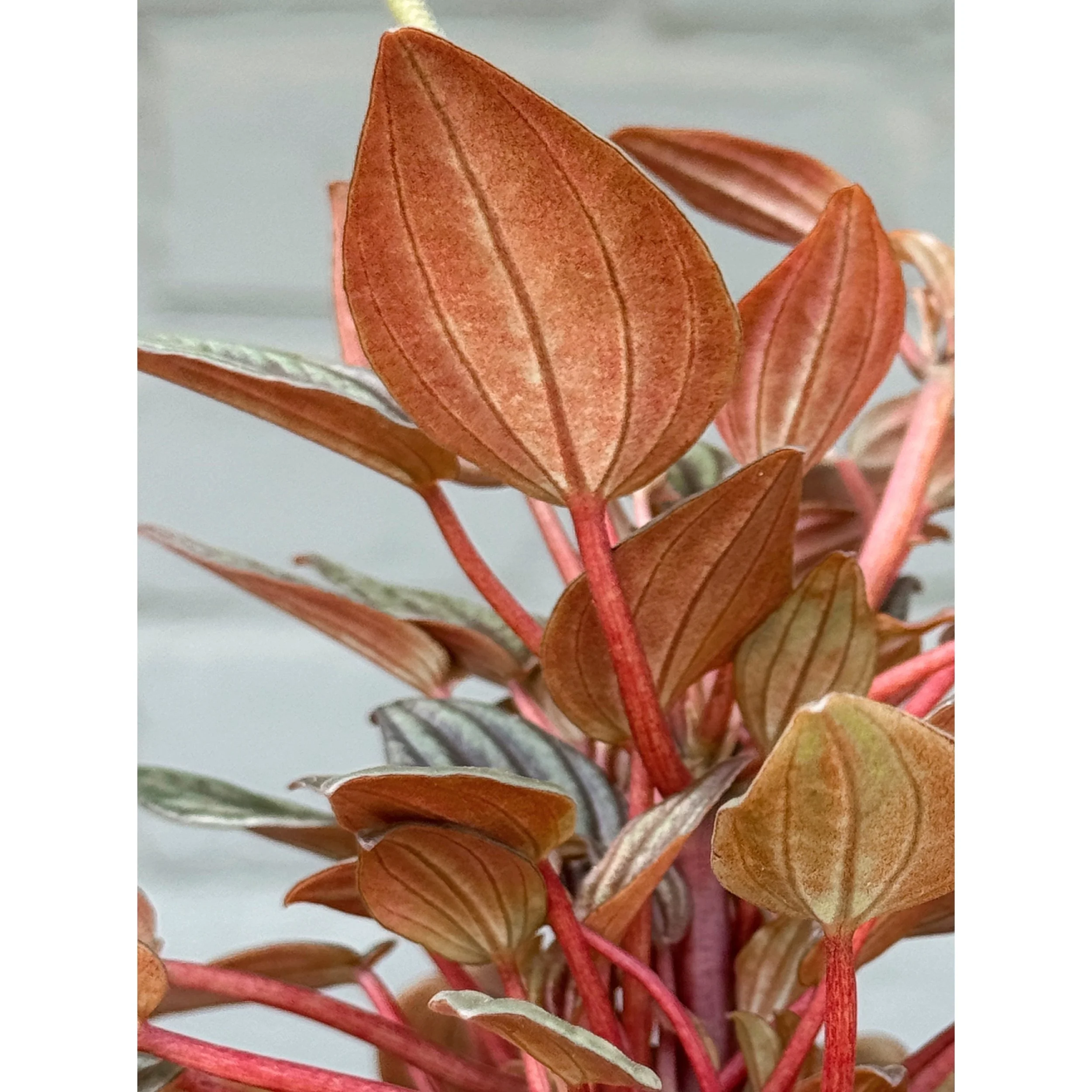 Peperomia Caperata 'Lima'