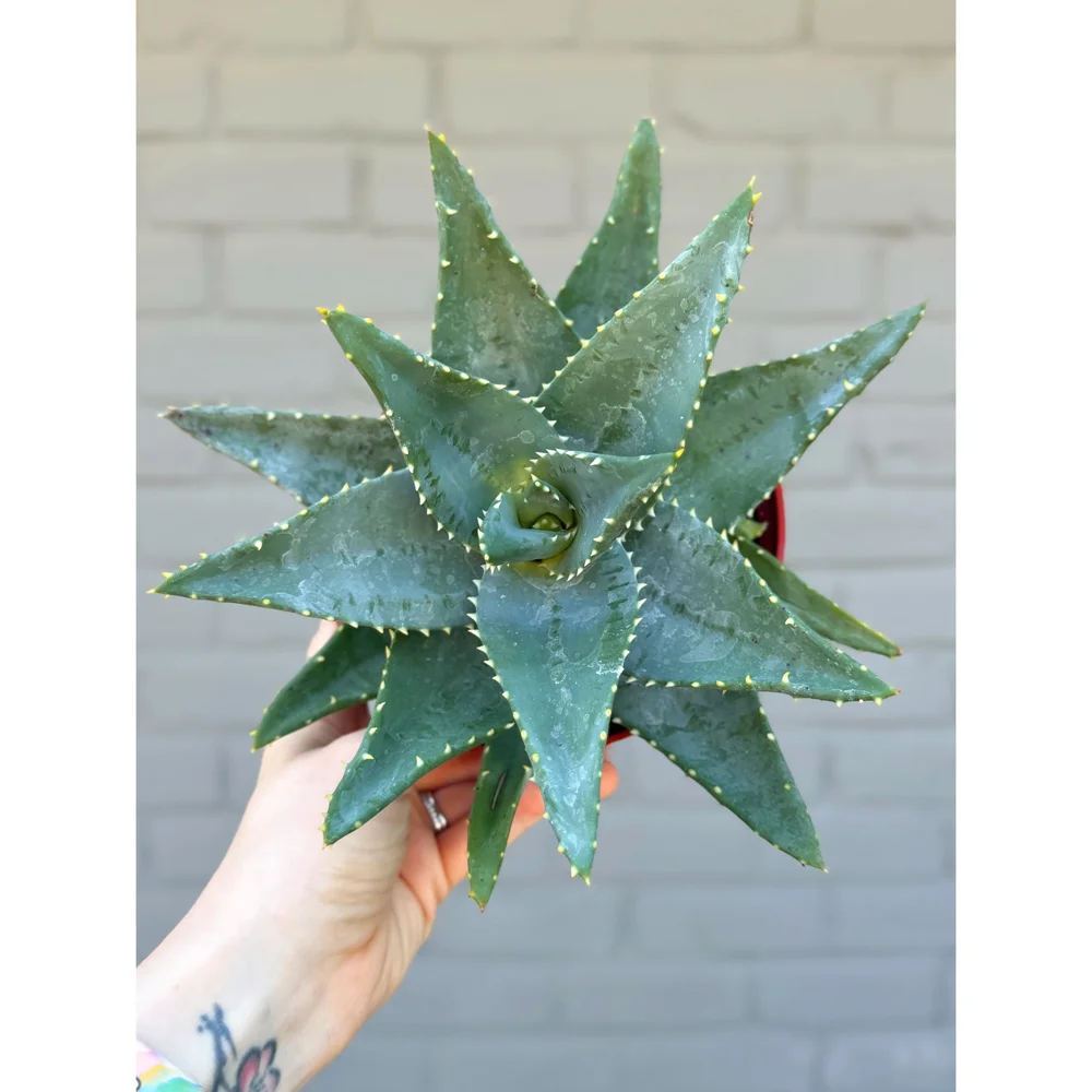 Aloe Hybrid 'Brevifolia' — Stayin' Alive Succulents