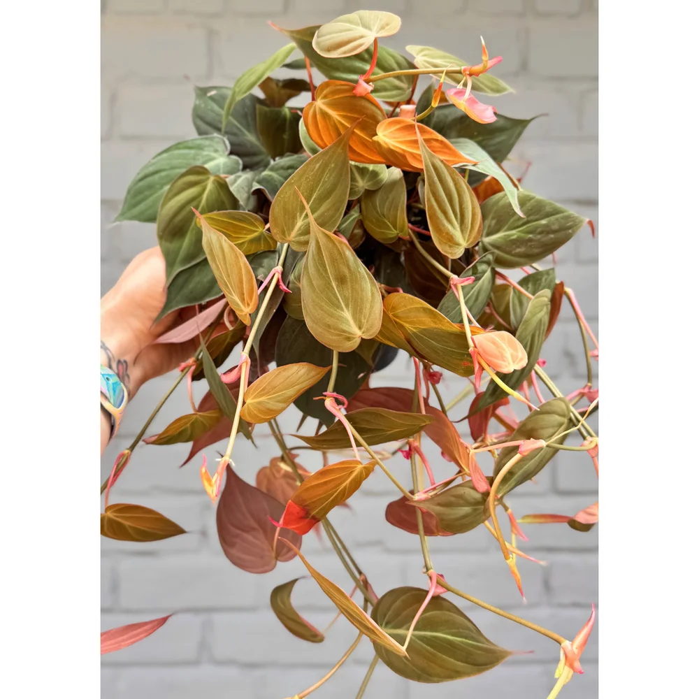 turmeric root plant Turmeric Root main image 0