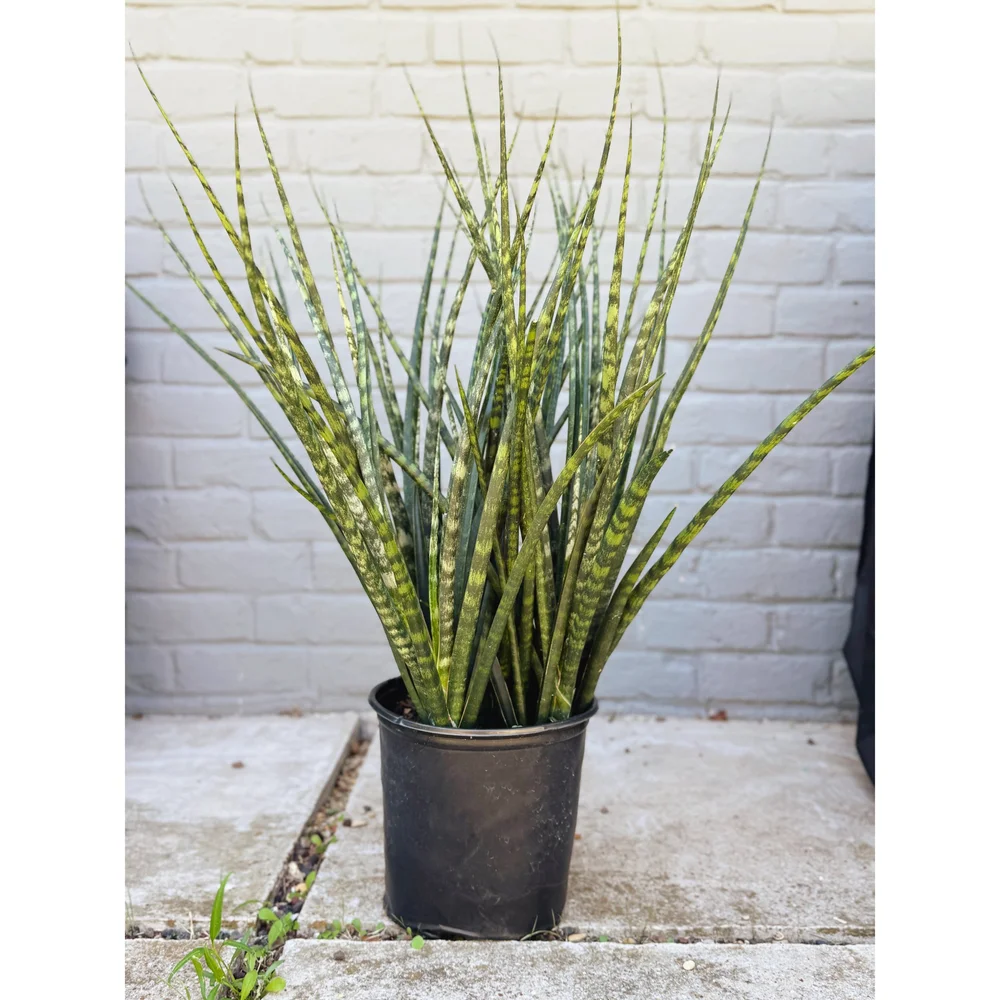 Sansevieria Mikado Fernwood — Stayin' Alive Succulents