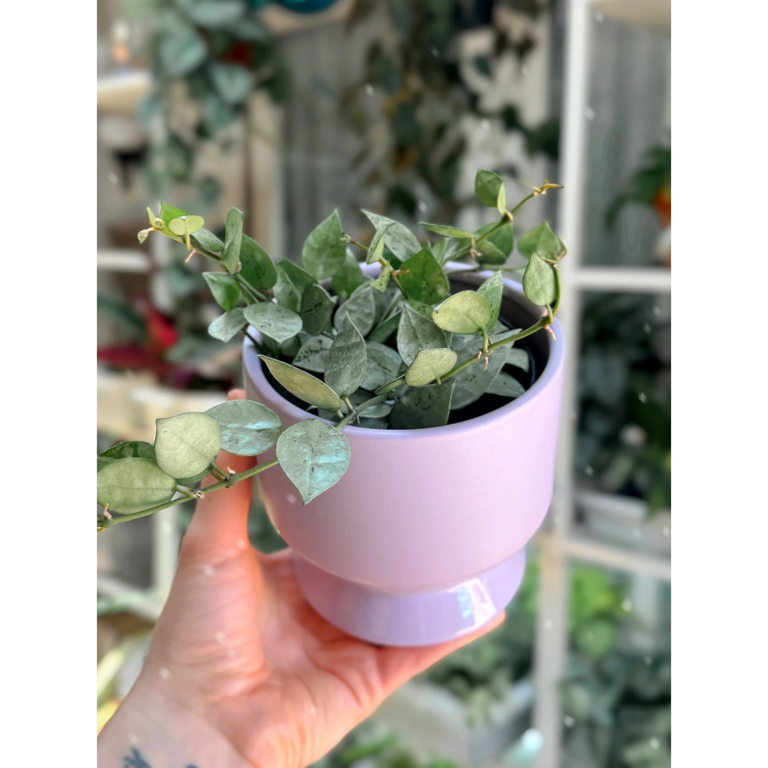 Hoya Krohniana ‘Super Silver’ Eskimo in Lilac Pasadena Pot