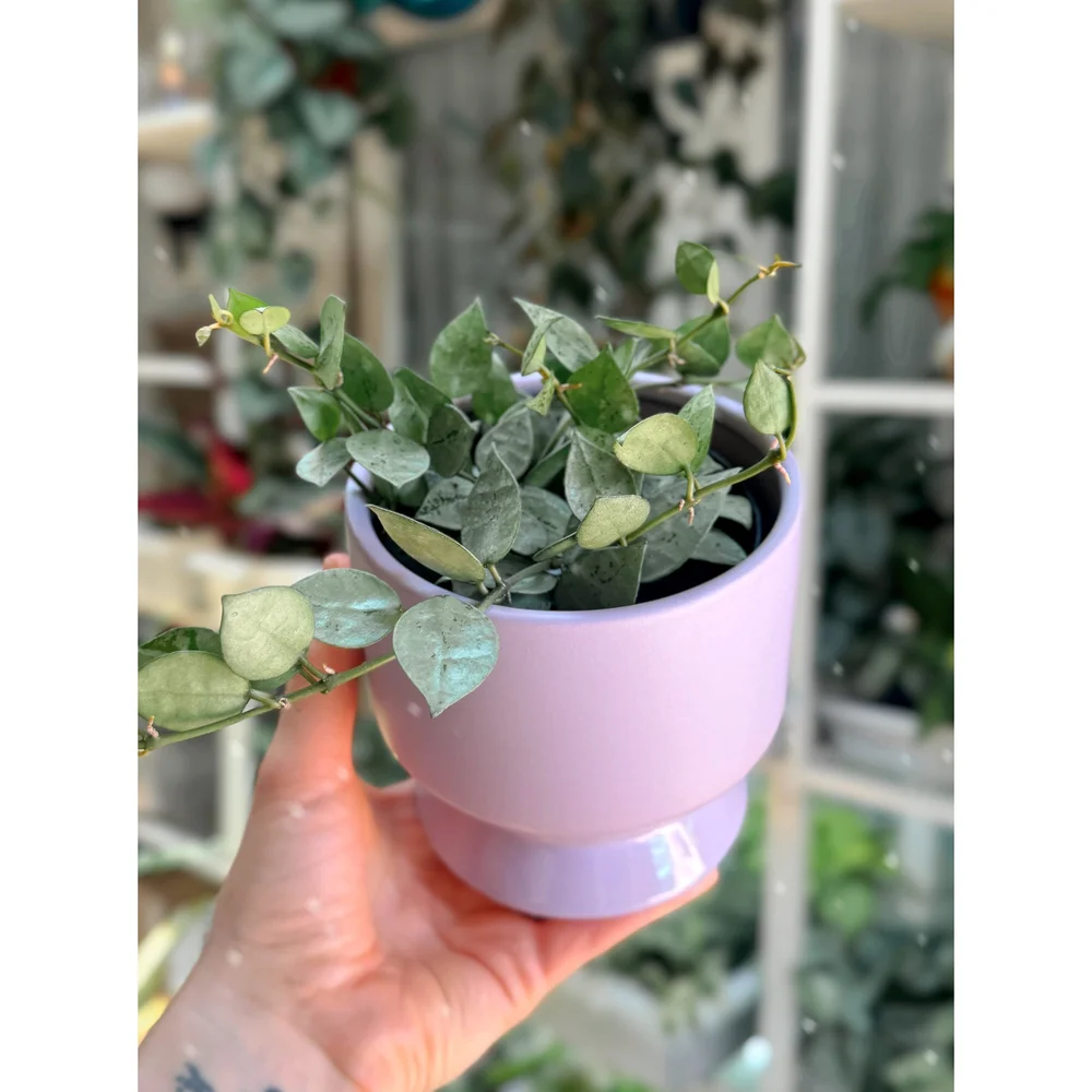 Hoya Krohniana 'Super Silver' Eskimo 4