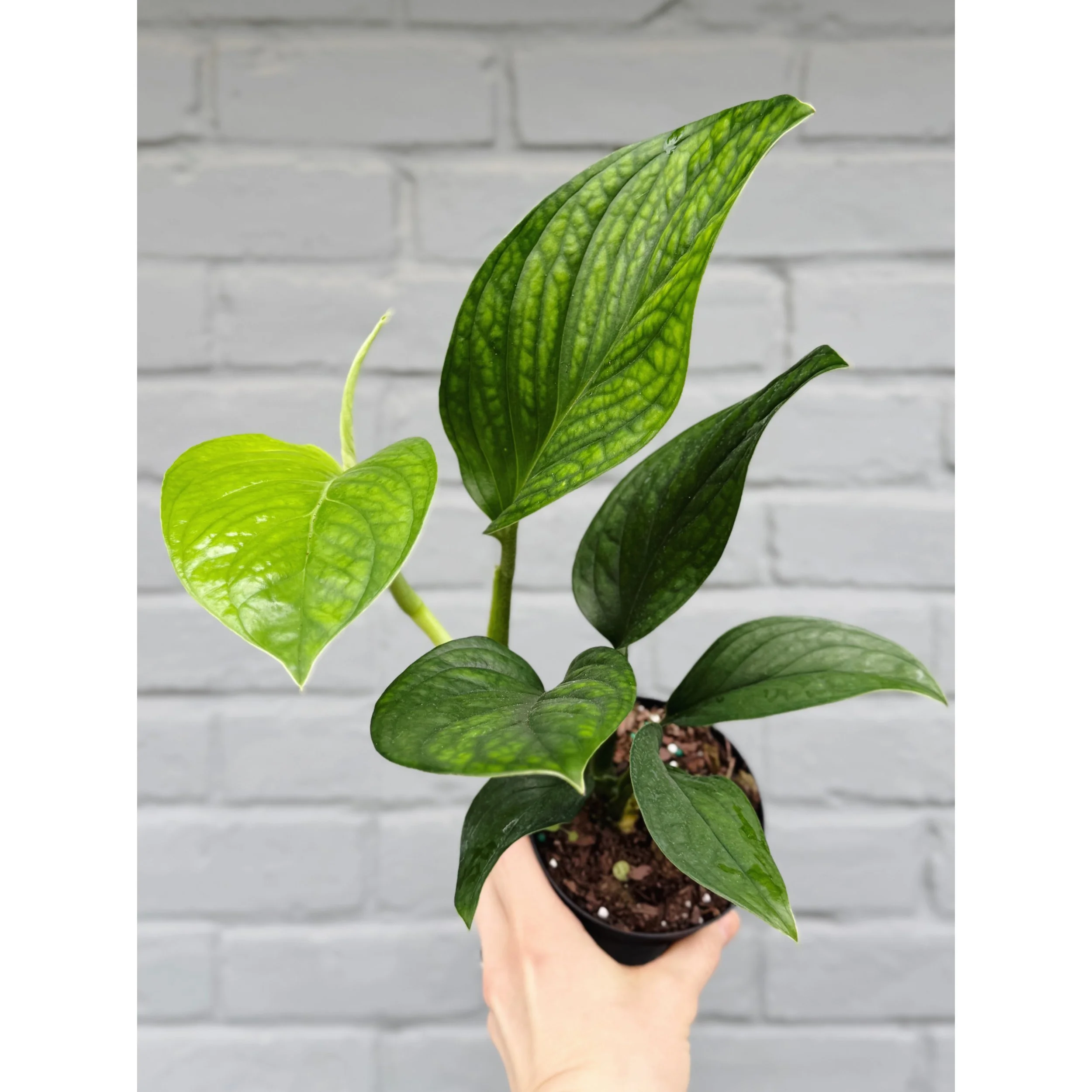 Monstera 'Pinnatipartita'